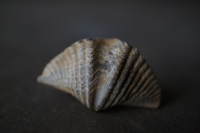 ポーランド産腕足類化石 Eleutherokomma diluvianoides 2073