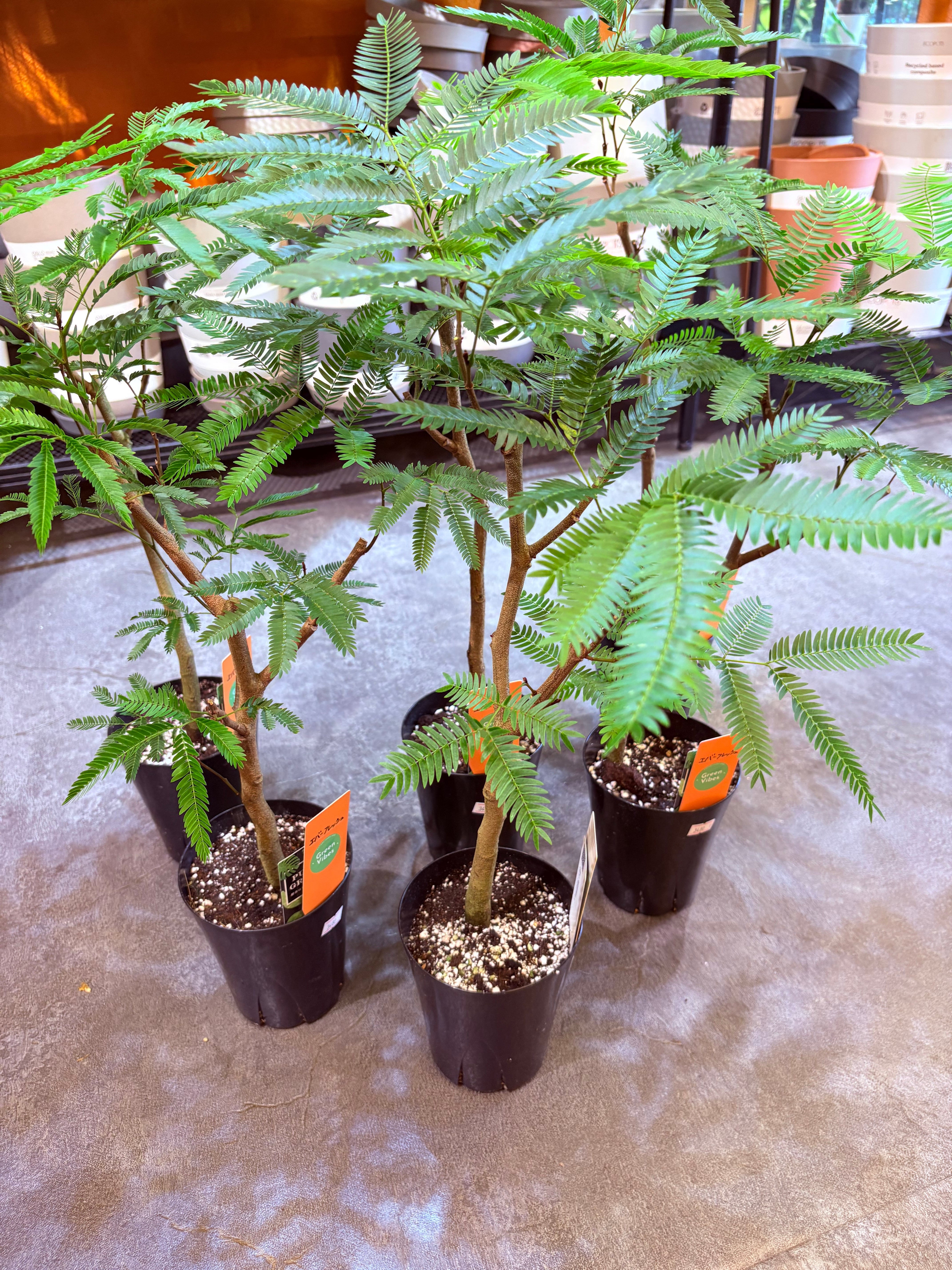 観葉植物 エバーフレッシュ エバーフレッシュ 4号 | Green Vibes 宇都宮市の観葉植物専門店