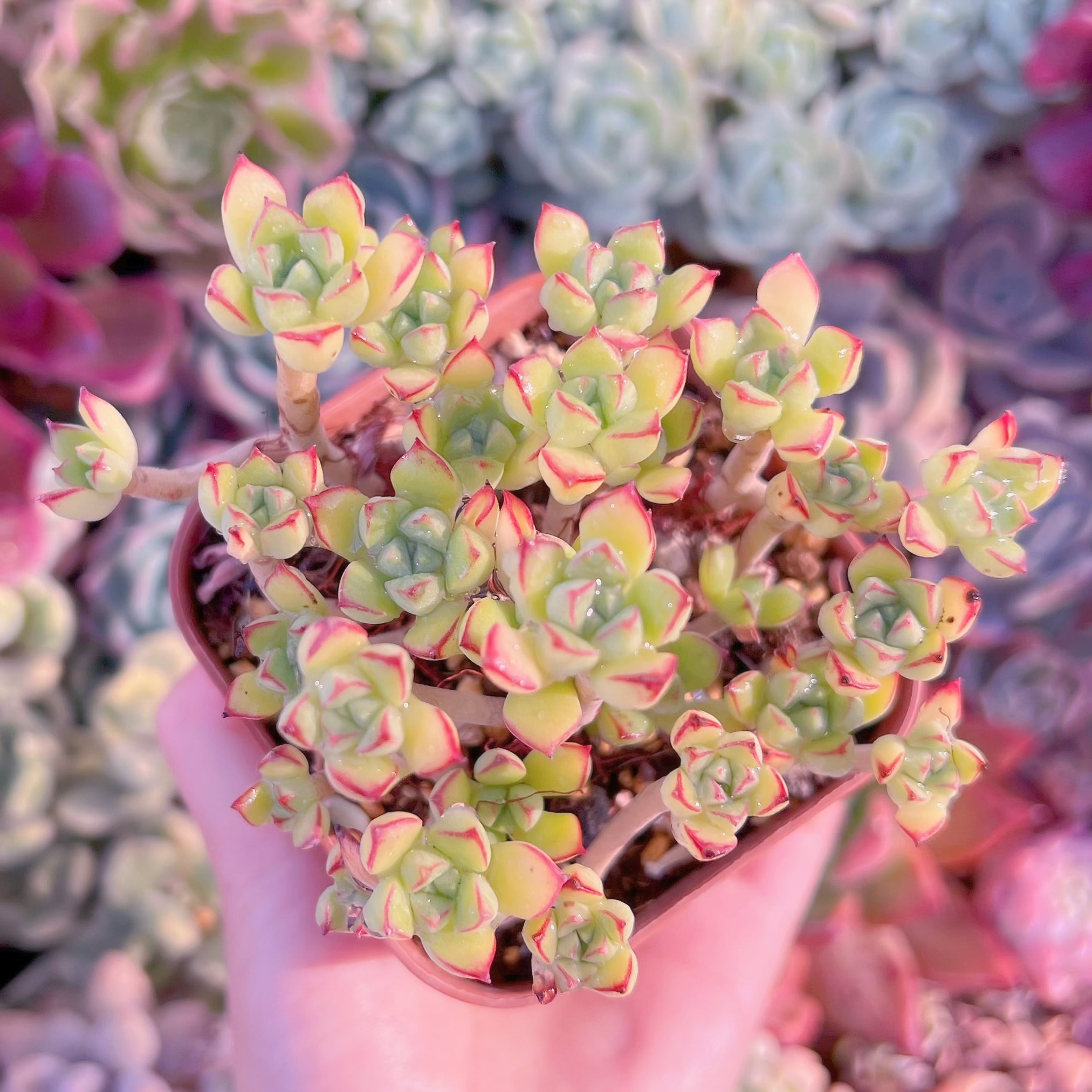 現品　Supia#061　るる農園