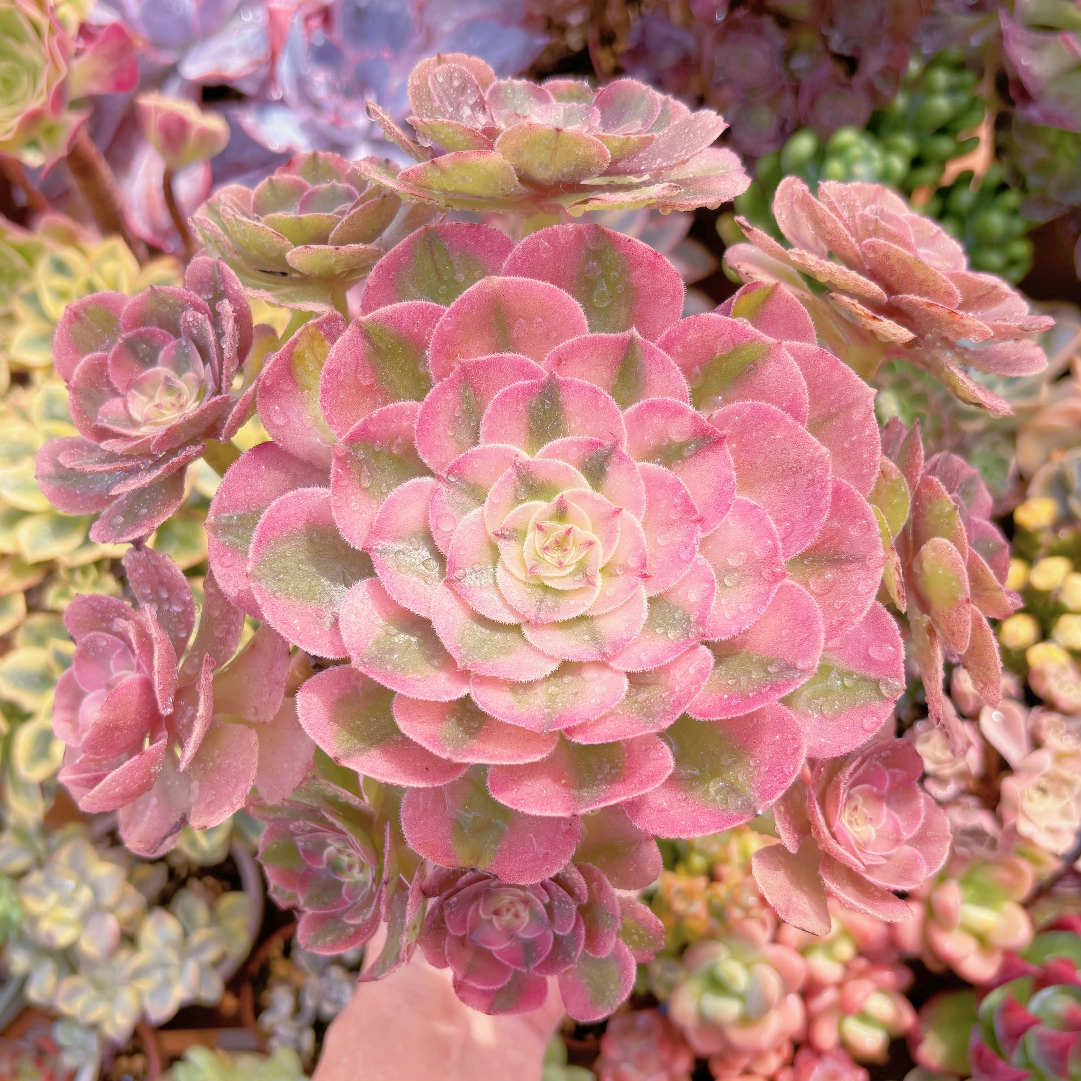 現品　ライチ#B50　特特大群生　るる農園