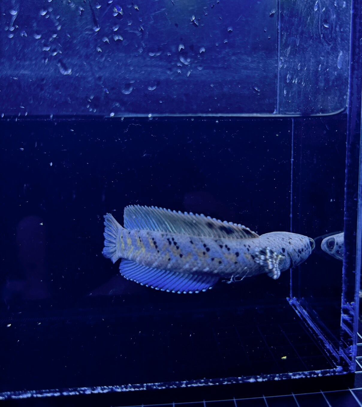 チャンナオルナティピンニス | THE AQUARIUM ISE