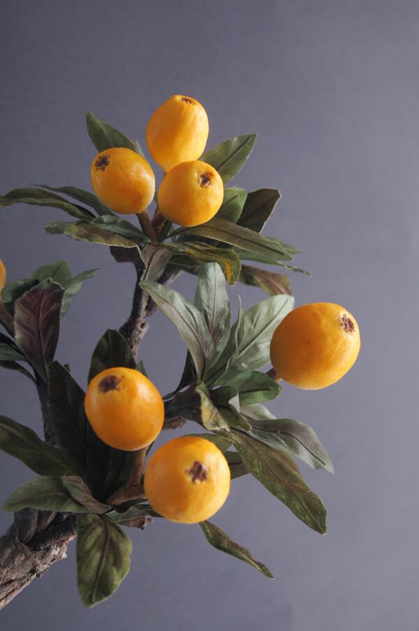 盆栽 ビワ Loquat Bonsai #101 | Oh! BONSAI