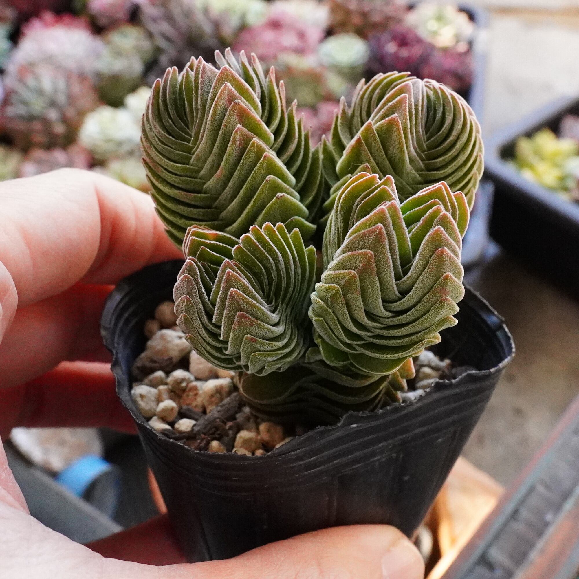 すべての商品 | E-TANIKU