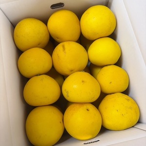 土佐文旦　ご家庭用MIXサイズ10㎏（約20玉前後入り）