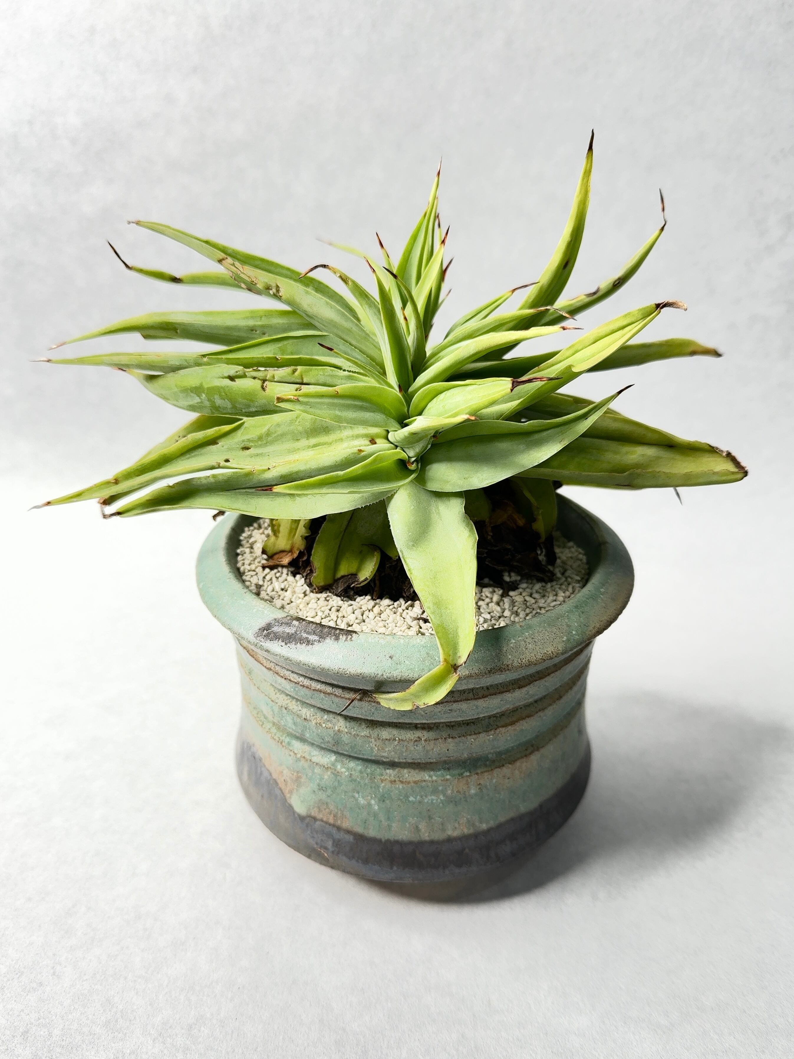 アガベ・ビルモリニアナ綴化