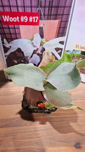 P.woot#9 #17 ,【artPLANTs/PLANTSGARAGE 】ビカクシダ/Platycerium