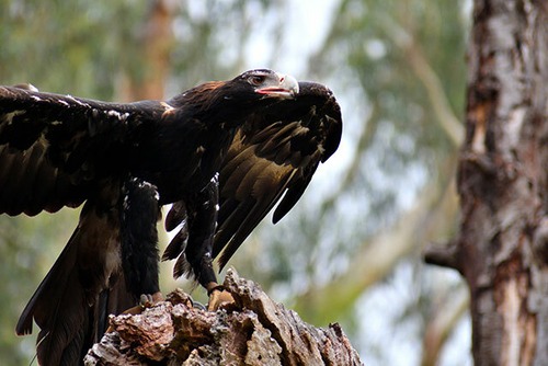 オナガイヌワシ / Wedge-tailed Eagle 01