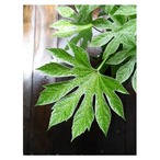 Fatsia japonica 'Spider's Web'