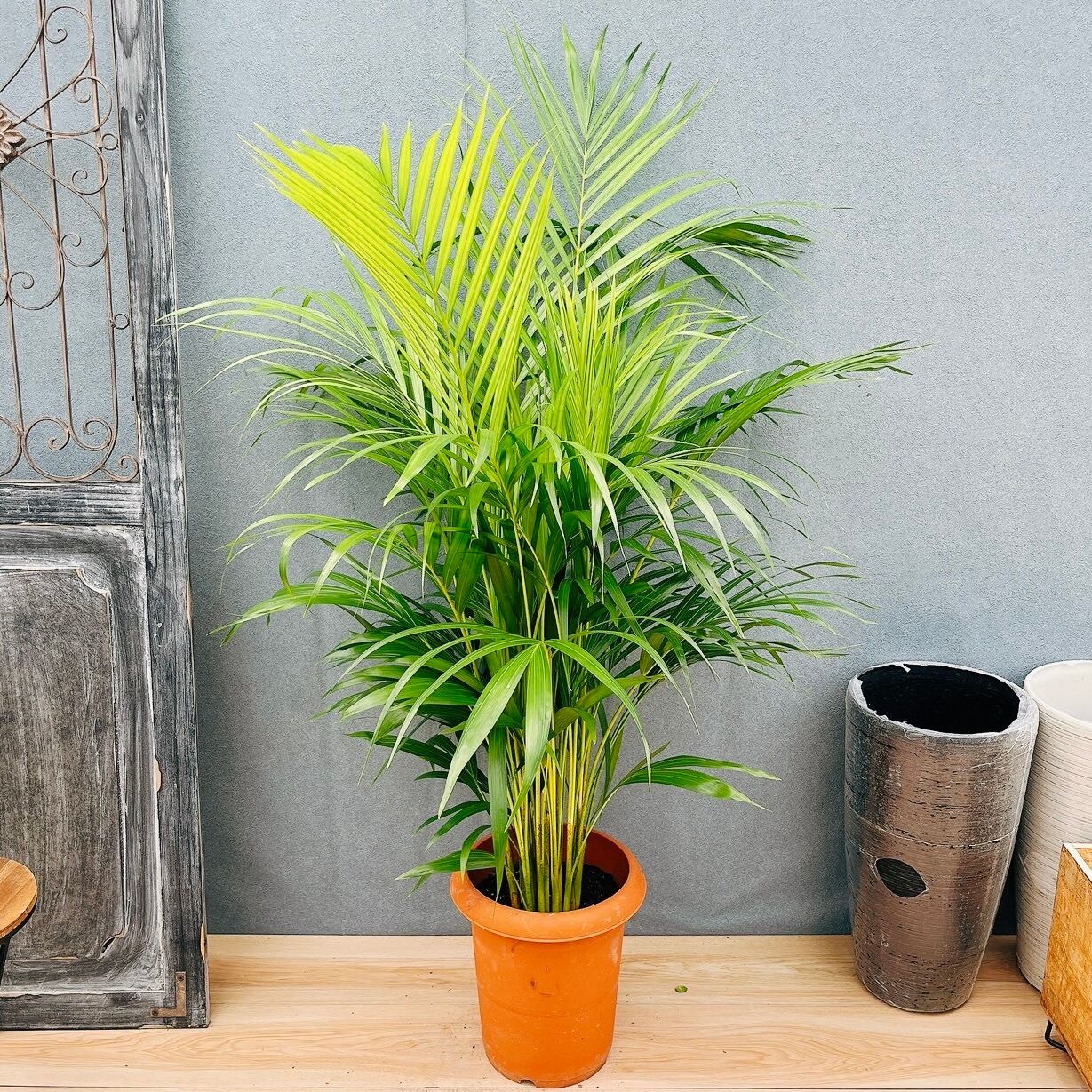 現品］F フィカス エラスティカ ソフィア 曲がり 8号 観葉植物 室内