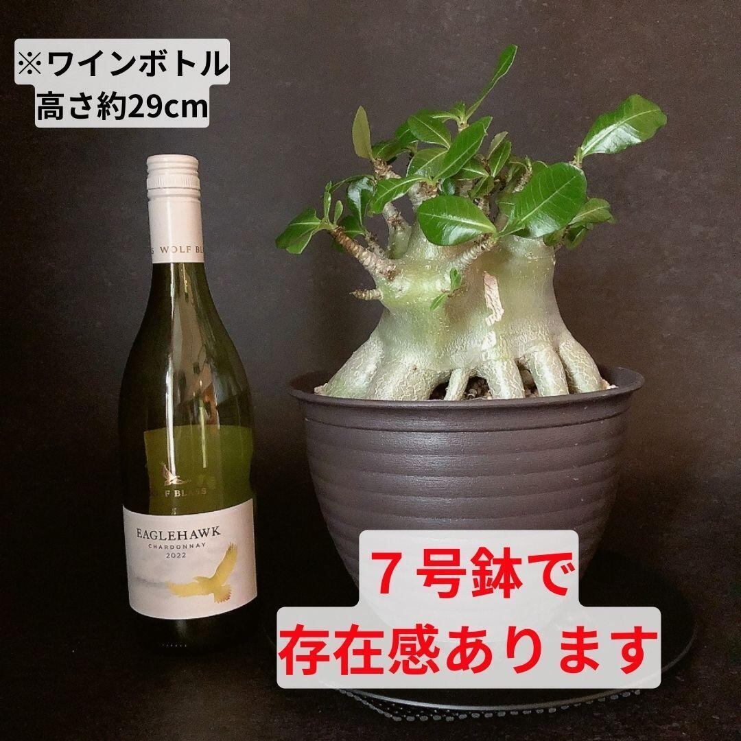 MA13【限定一株・激レア品種】アデニウム アラビカム たこ足 MA13【限定一株・激レア品種】アデニウム アラビカム たこ足