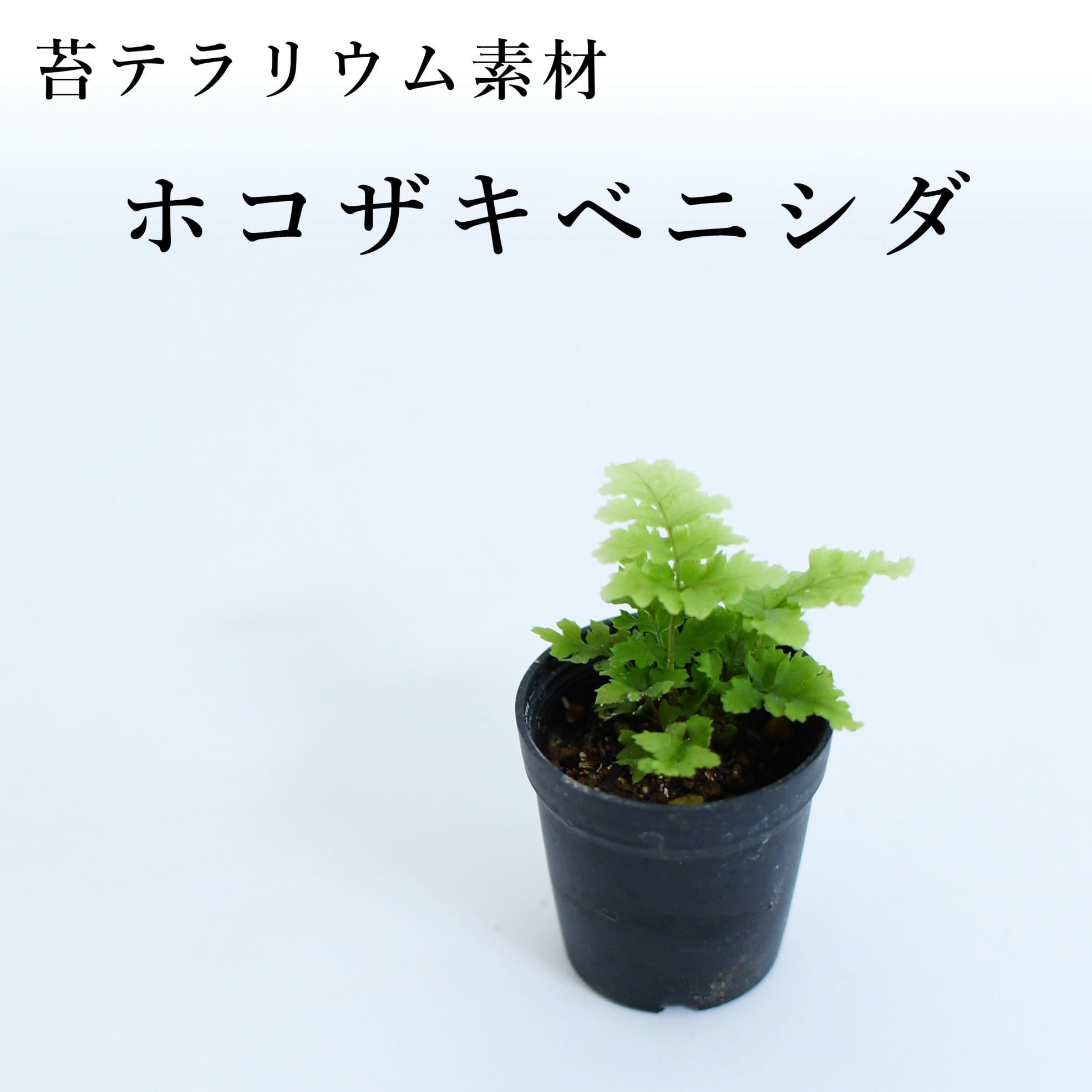 ホコザキベニシダ シダ植物 苔テラリウム作製用素材 苔テラリウム専門ショップ道草