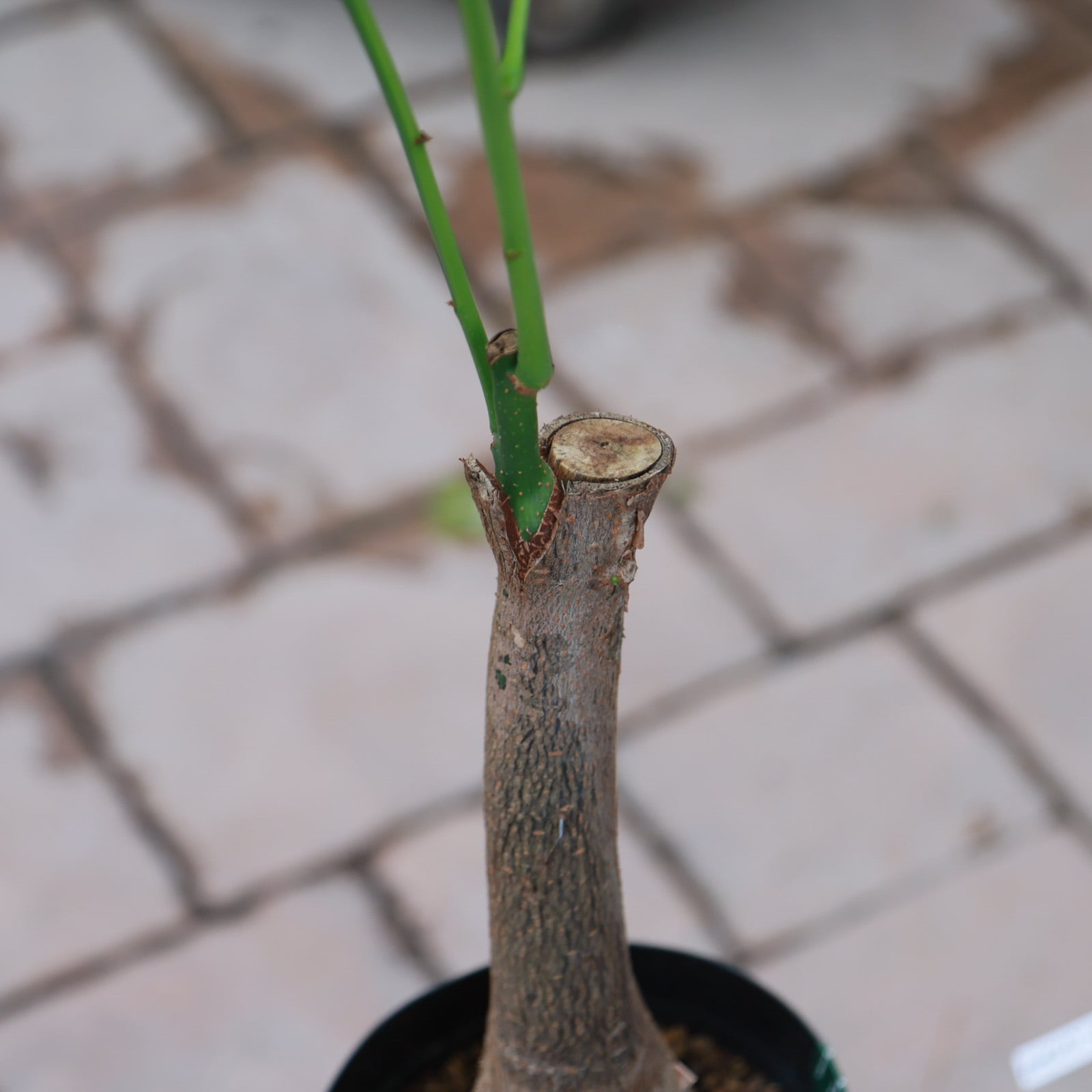 観葉植物 希少‼️ プルメリア　斑入り