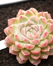 カット苗 ワンナイト 【日本初上陸？！】 Echeveria 'One Night'