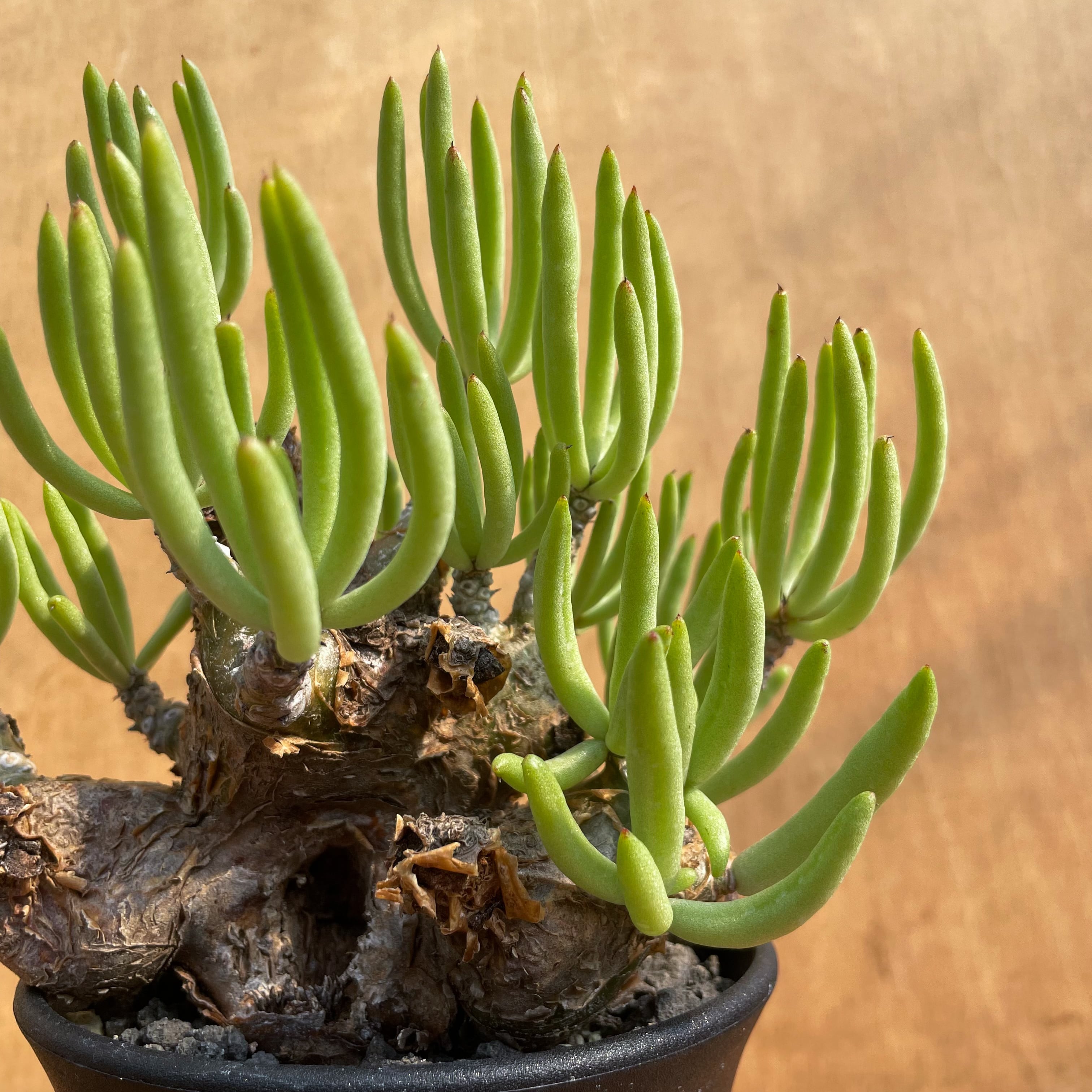 チレコドン　ペアルソニー チレコドン ペアルソニー Tylecodon pearsonii | mana's farm: