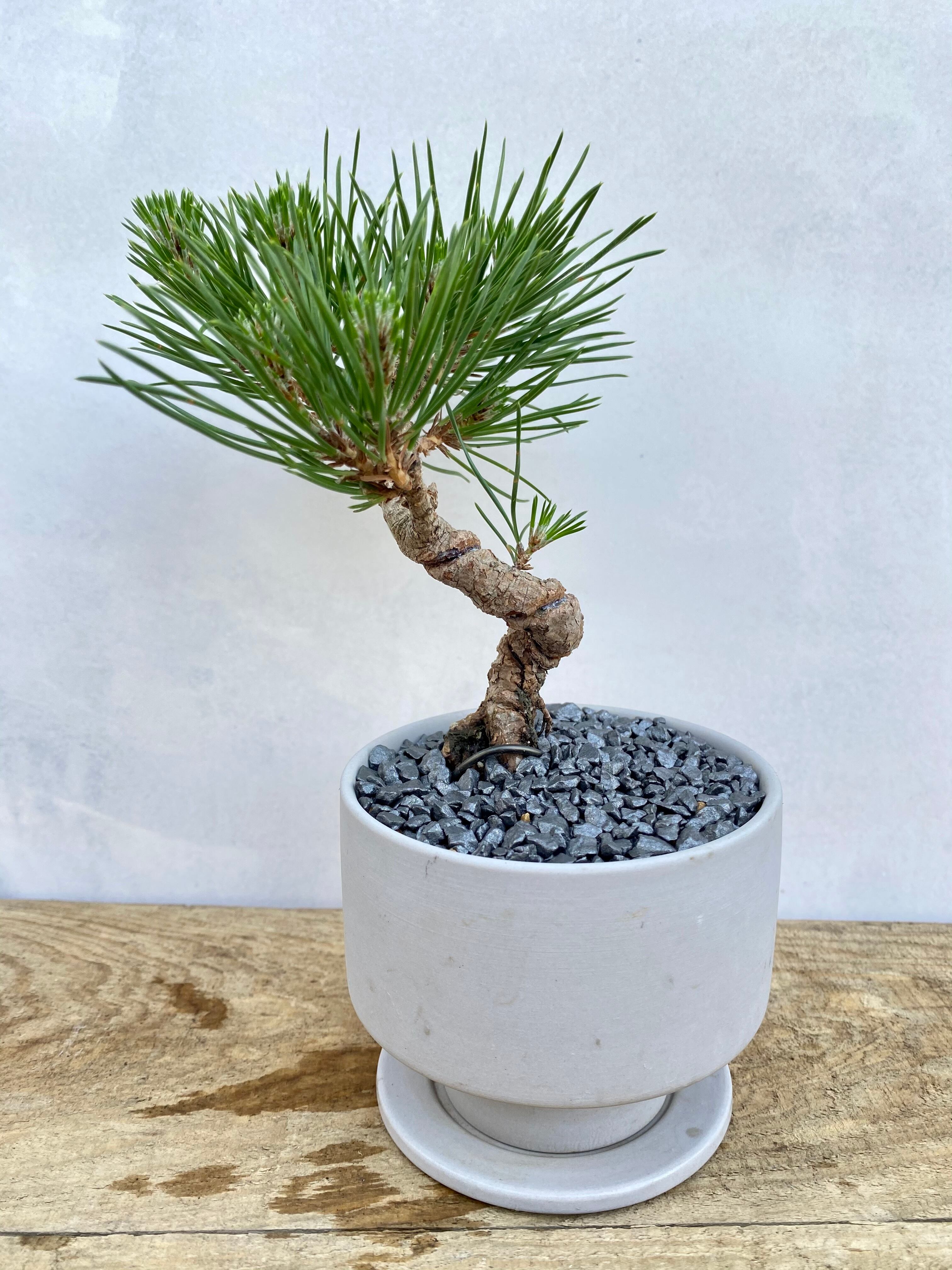 送料無料 三河黒松 盆栽 一点物 陶器鉢 灰 趣味 コレクション ルル盆 Florist Lulu Flower ルルフラワー オンラインストア