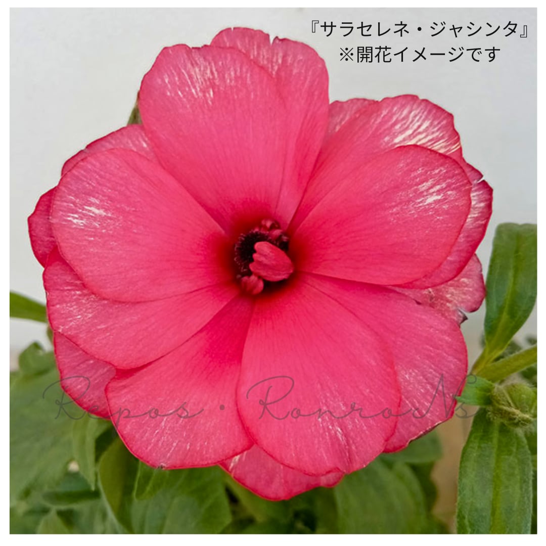 ラナンキュラス・ランドセルシリーズ『サラセレネ・ジャシンタ』(3.5号)新井園芸 希少 人気 花苗 寄せ植え