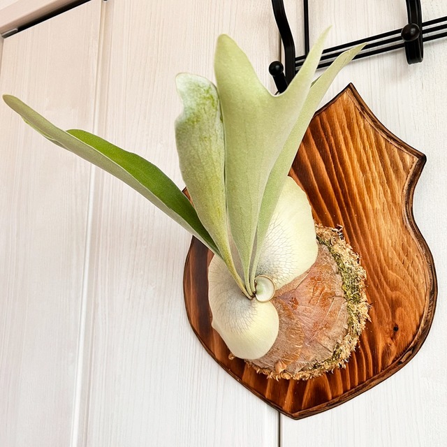 ビカクシダ ネザーランド 大サイズ 板付 【観葉植物 室内 コウモリラン】