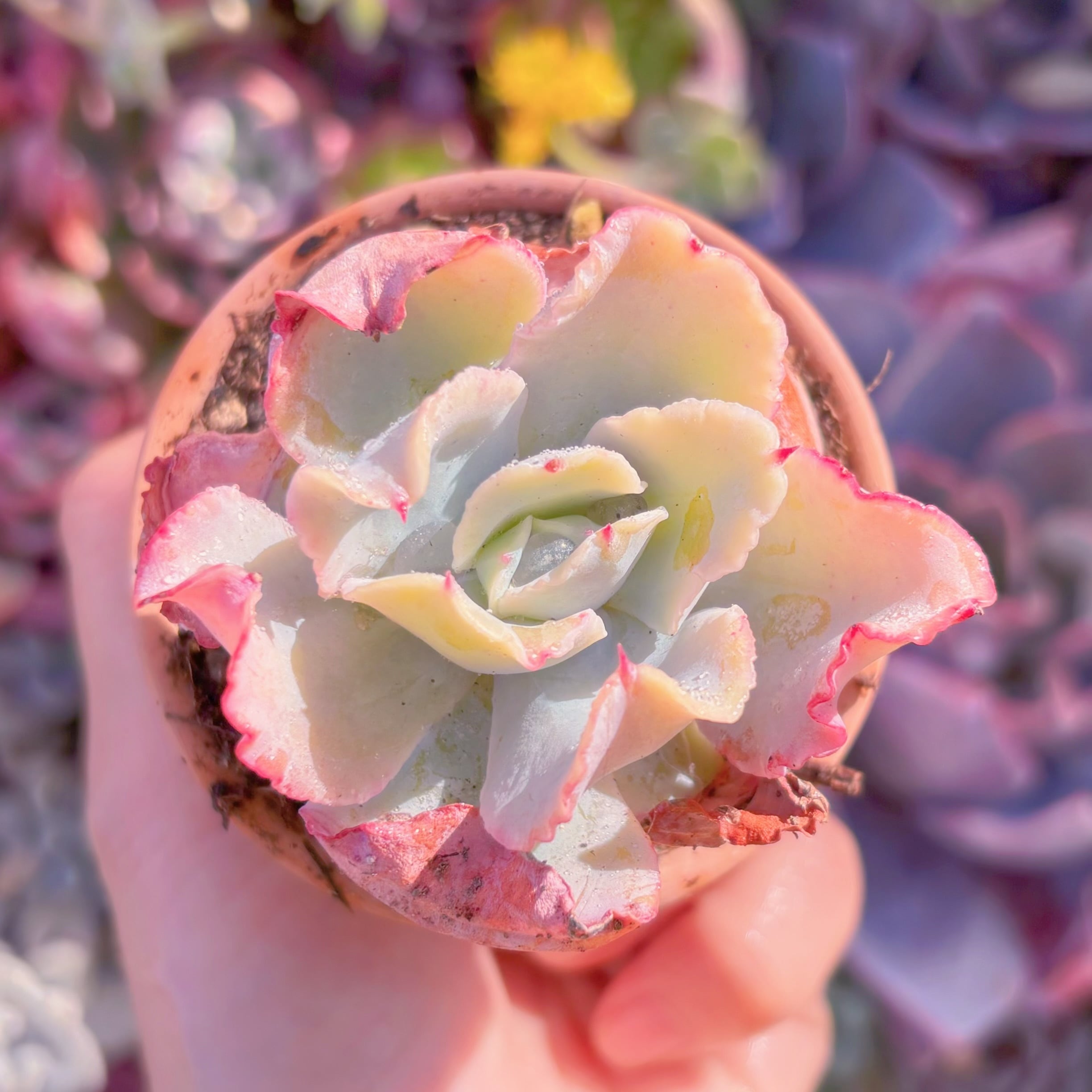 現品　アクエリアス#A011　新入荷　るる農園