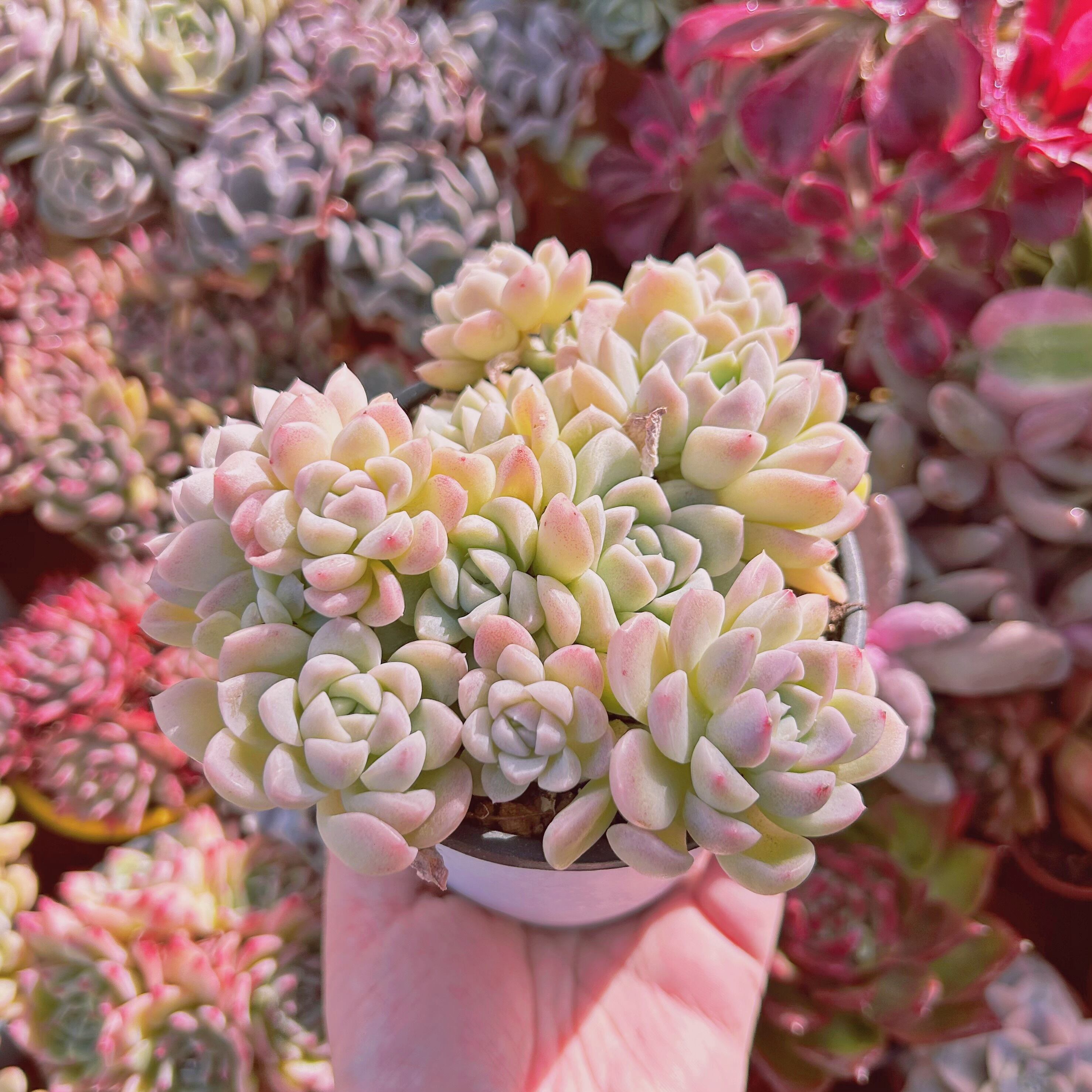 290現物 多肉植物 クリーム美人 特大群生 | Pay ID