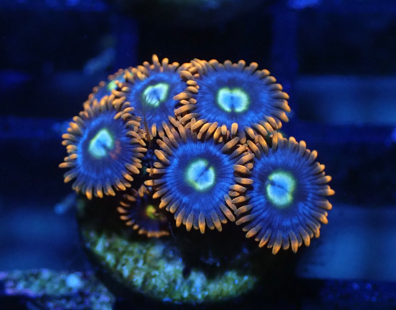 SelectionBaliShip Zoanthus 2