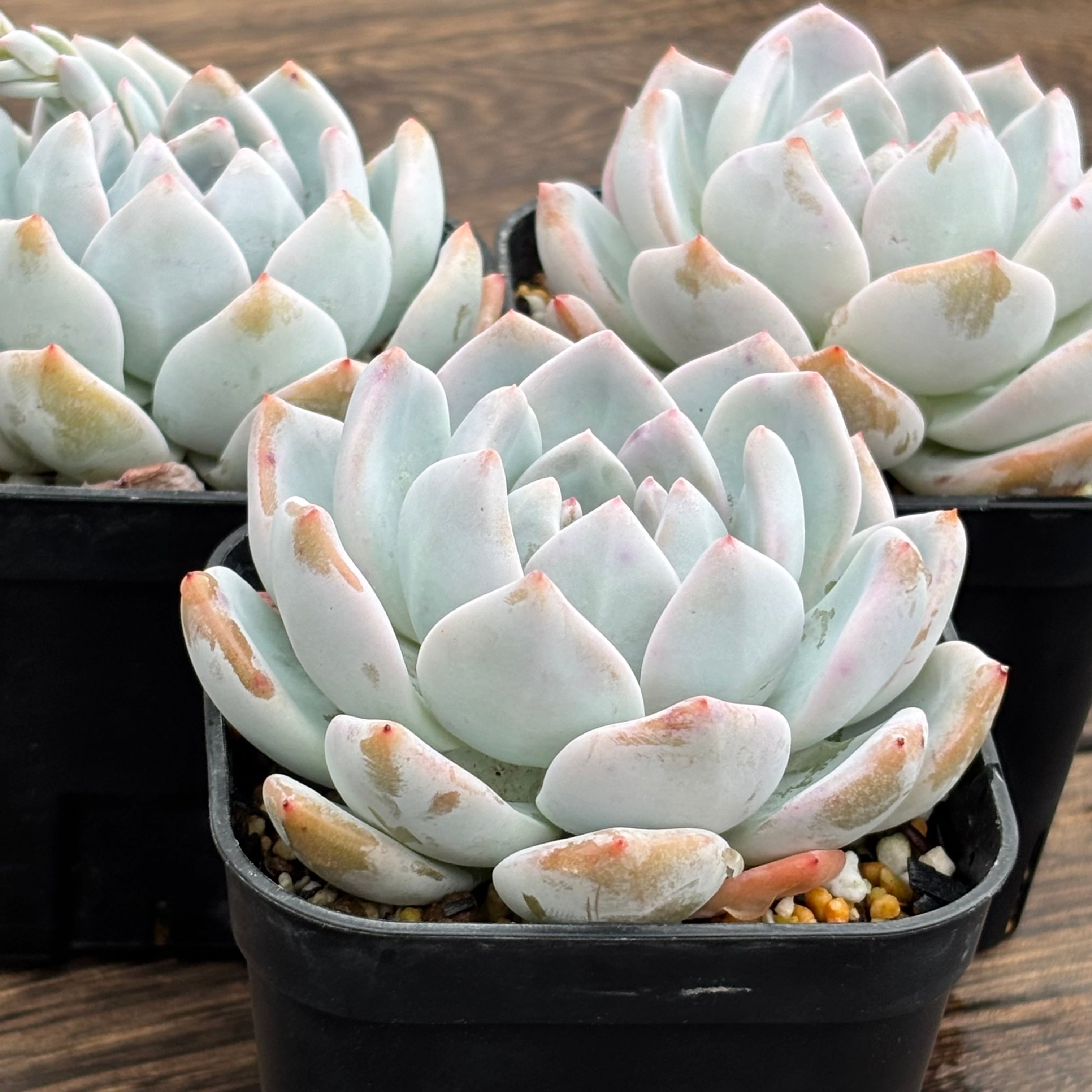 atroviridis | Opuntia Pay - opuntia オプンチア ID Them Plants 小型