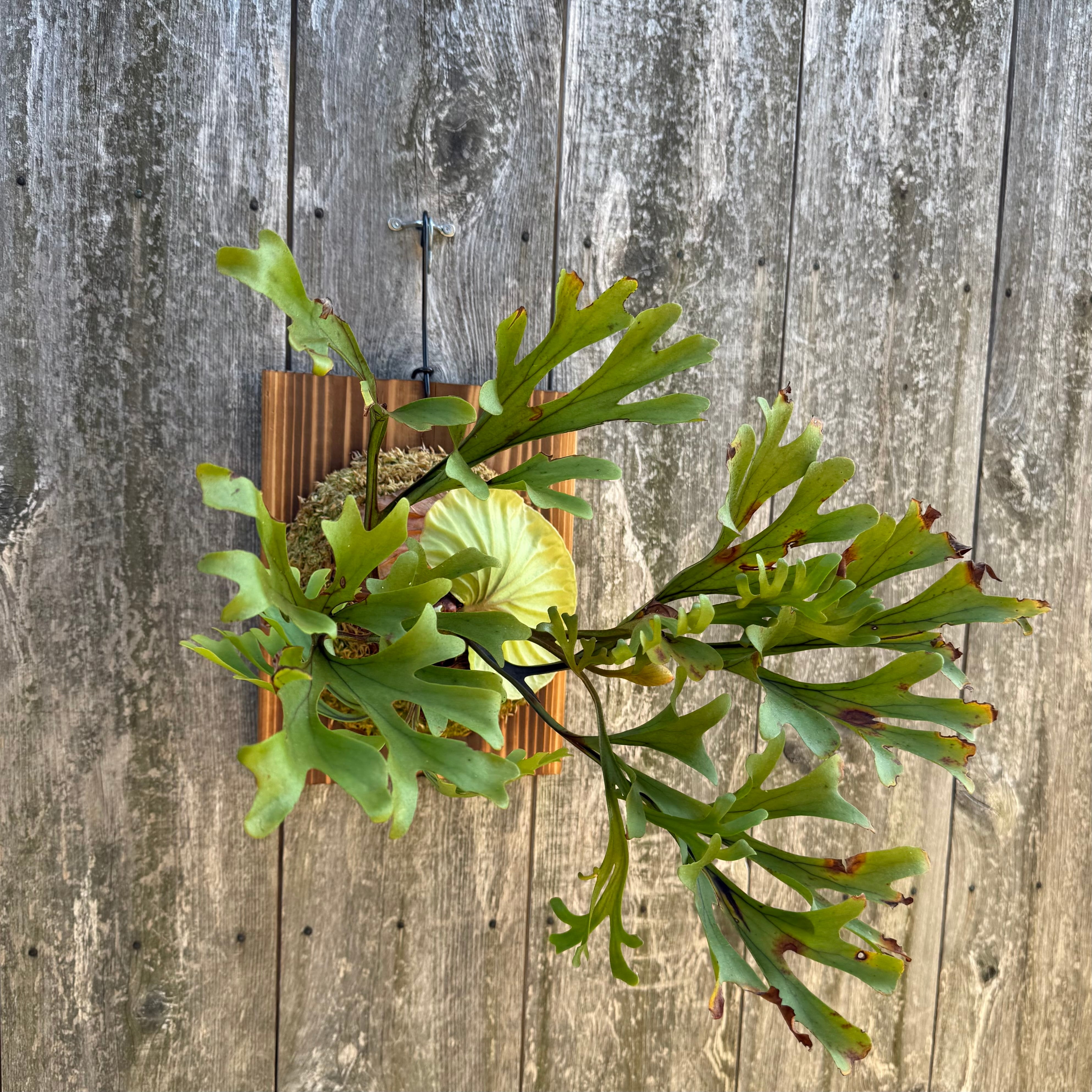 P.willinckii makigumo (pup) | naturefix