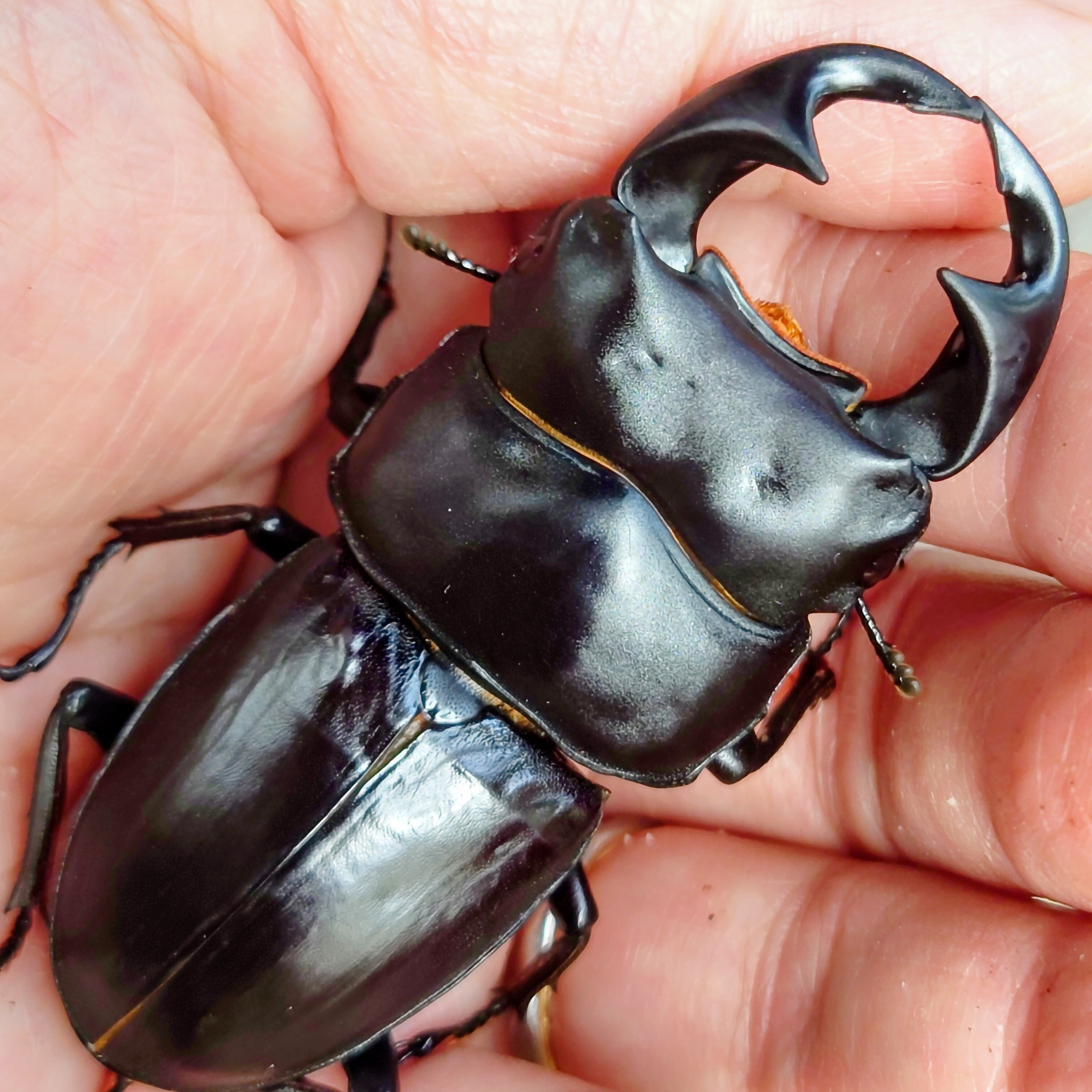 【クワガタ大型ペア標本】スマトラ特産種ラマヒラタ野外♂68㍉ ブリード♀37㍉ クワガタ大型ペア標本】スマトラ特産種ラマヒラタ野外♂68