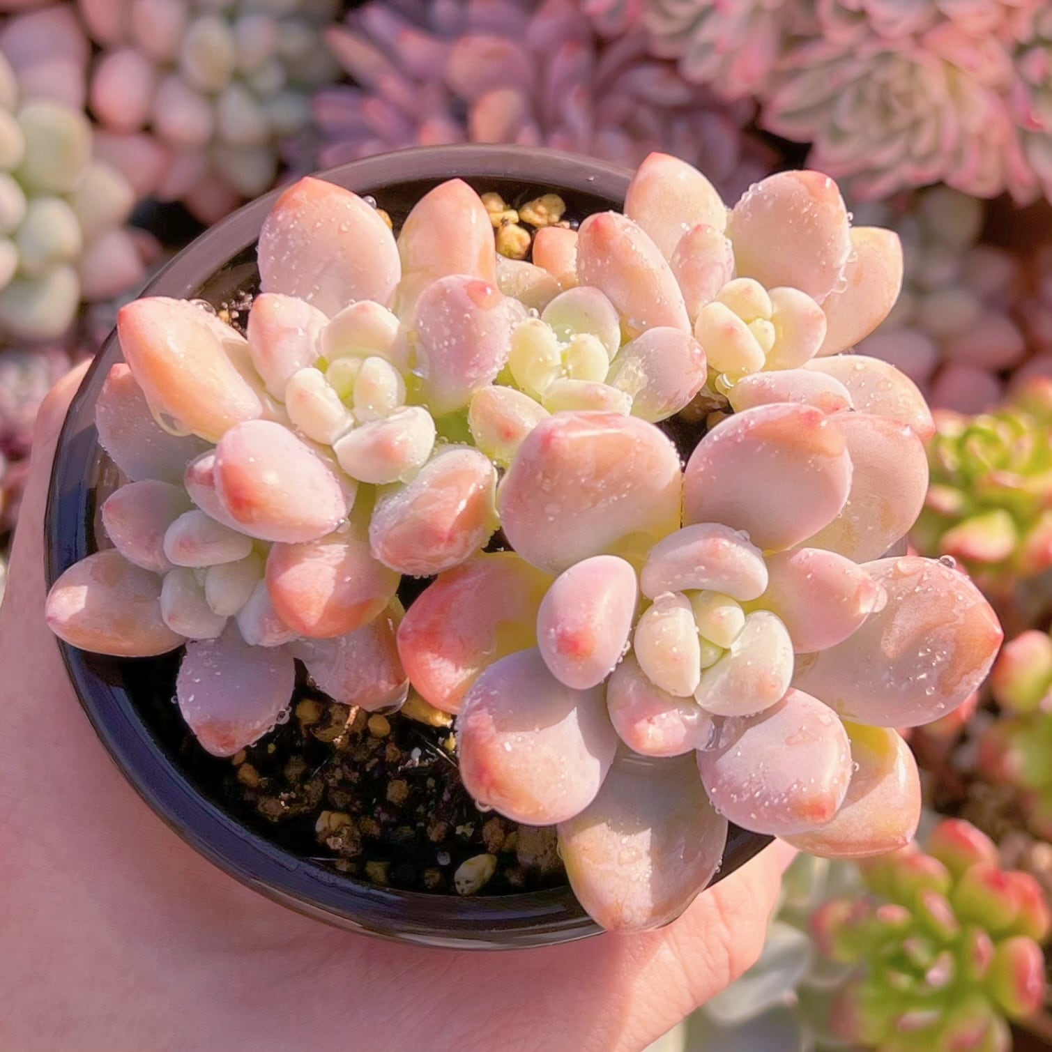 現品　マカロン#827　古株　るる農園