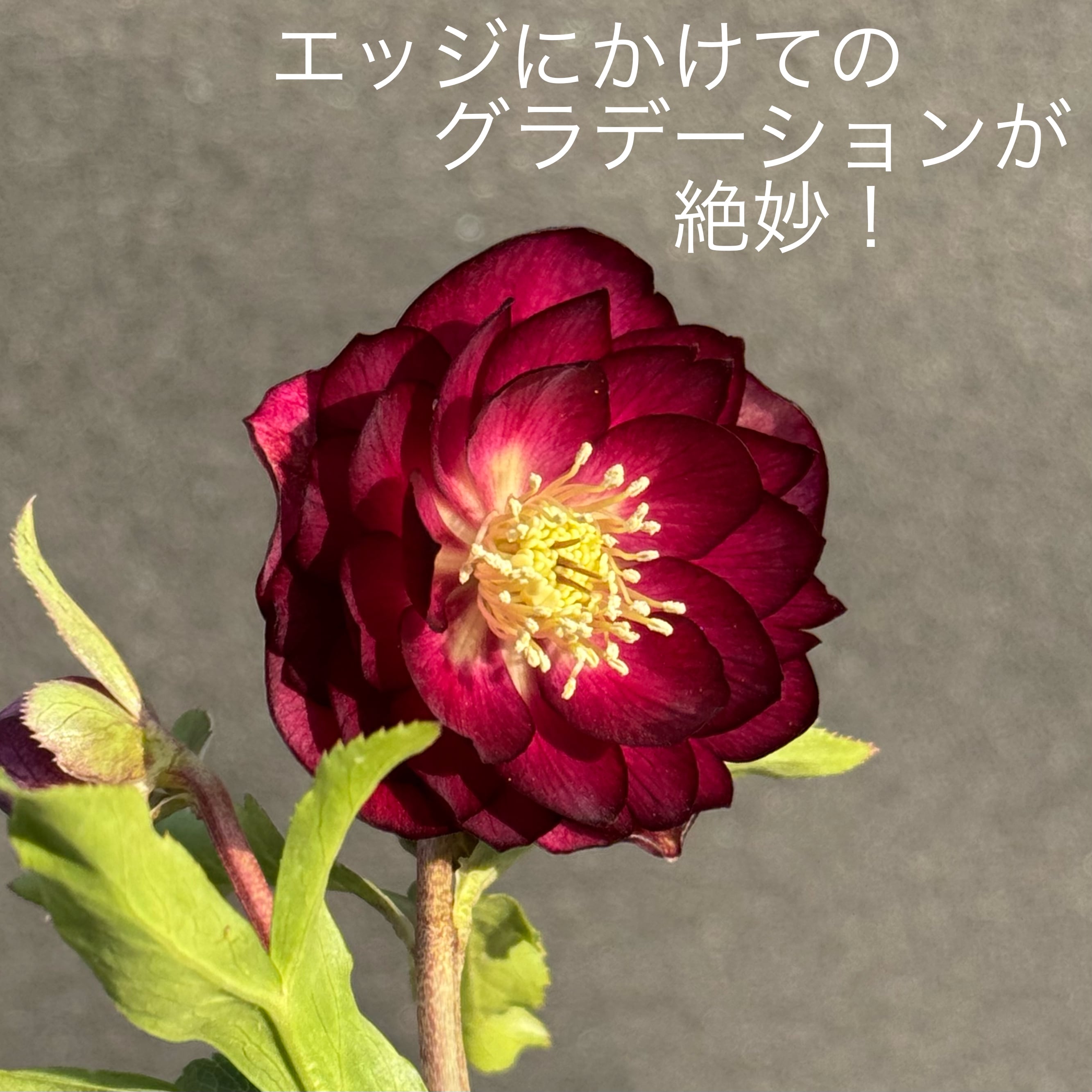 加藤農園クリスマスローズ開花株 DDやや多弁極上キラメキ⭐︎ディープ 