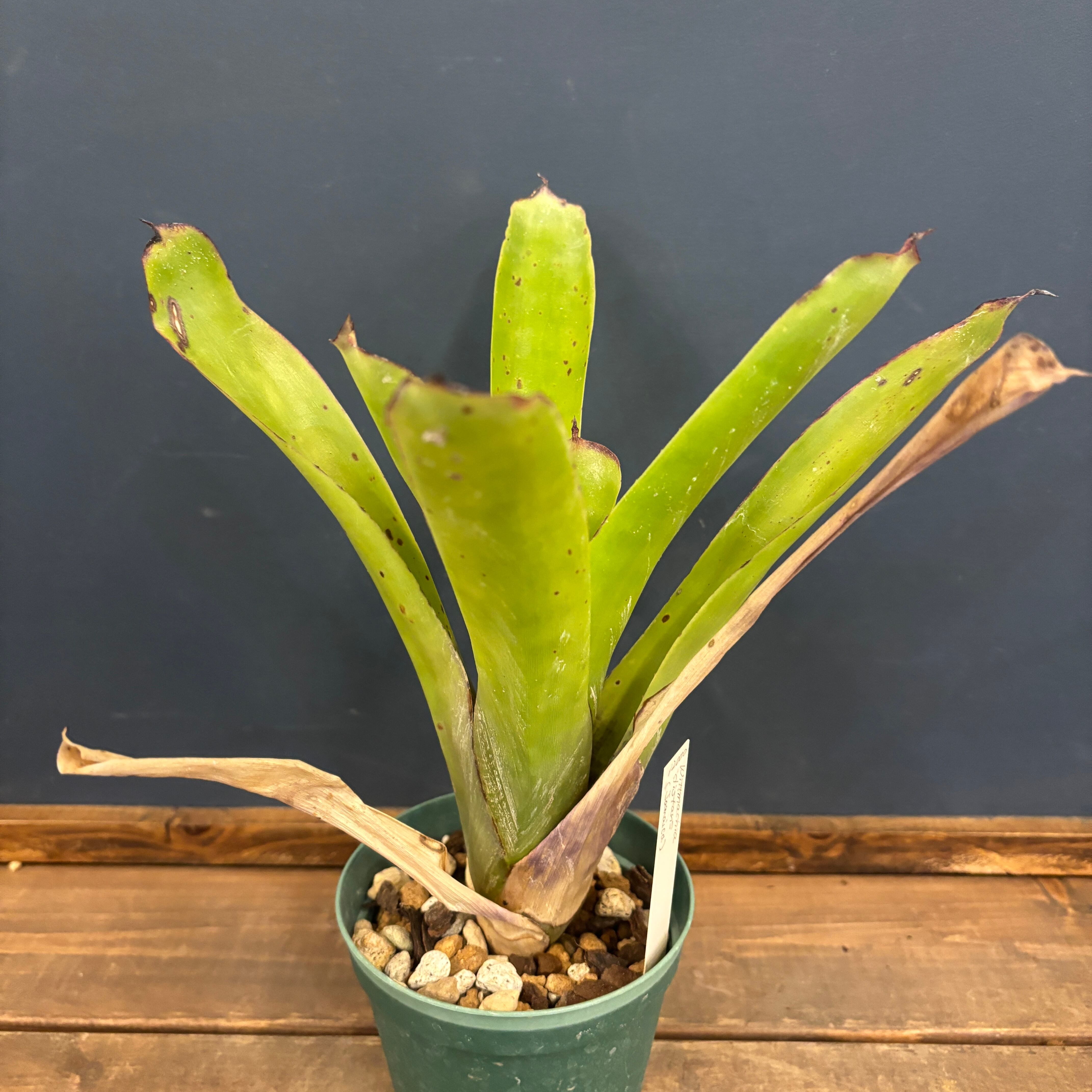 ★貴重！特大！　カラカル　頭骨 No.4　※登録票付 Wittmackia distans (Jamaica)【701】 | PROTOLEAF プロトリーフ