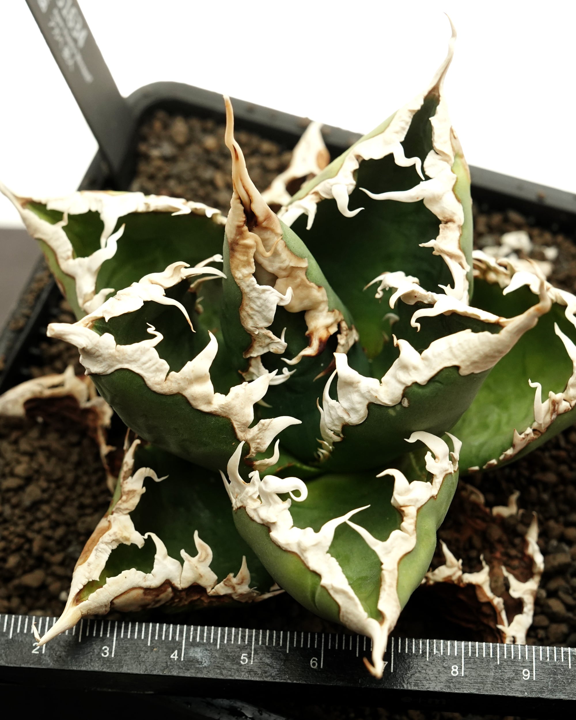 抜き苗 アガベ 狼人 Agave titanota 'Werewolf' | PUKUBOOK SUCCULENTS