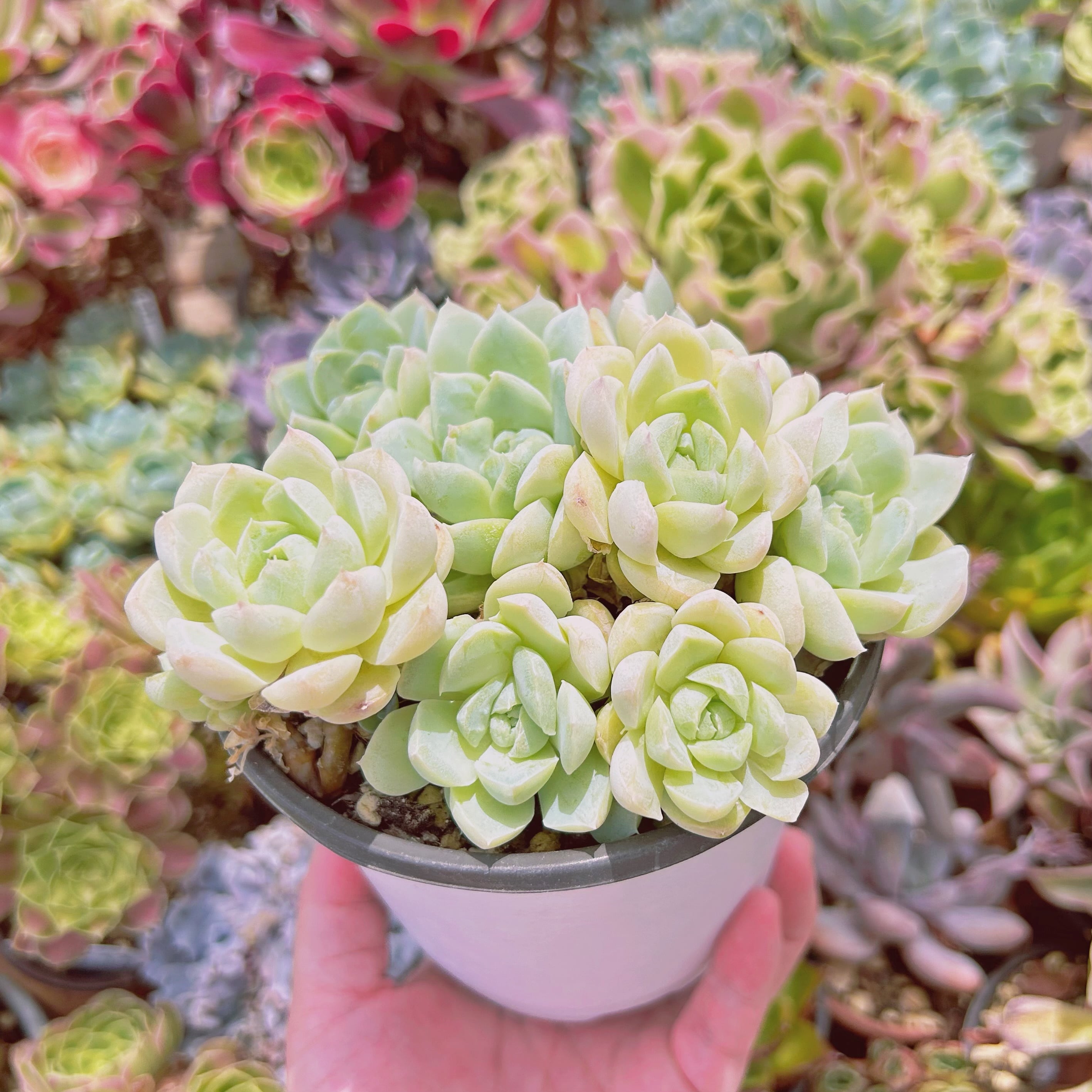 マクドガリー× ヒューミリス 多肉植物 マクドガリー× ヒューミリス 多肉植物