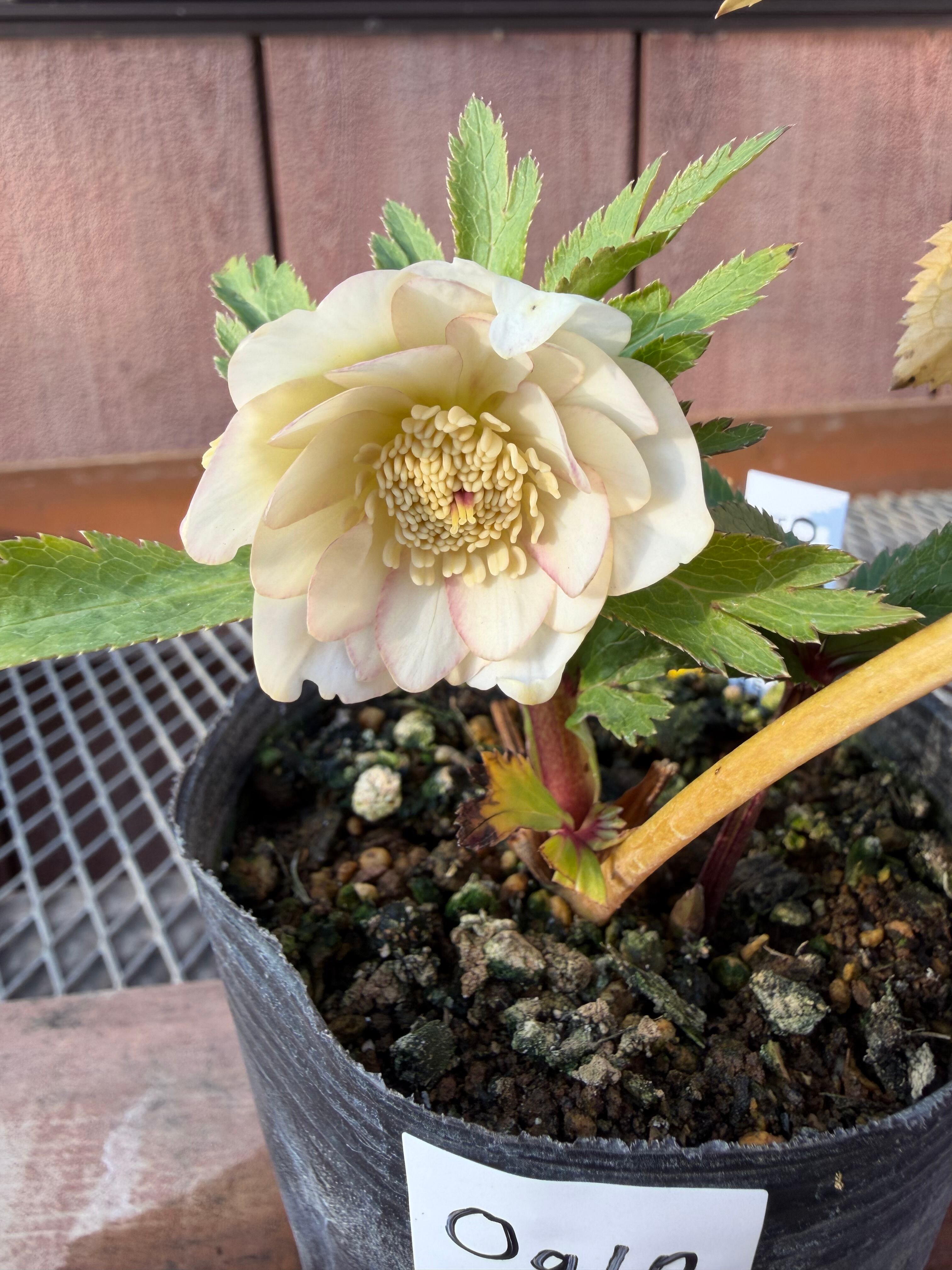 デュメ系オーレアdd 大木ナーサリー クリスマスローズ【Og10】送料無料