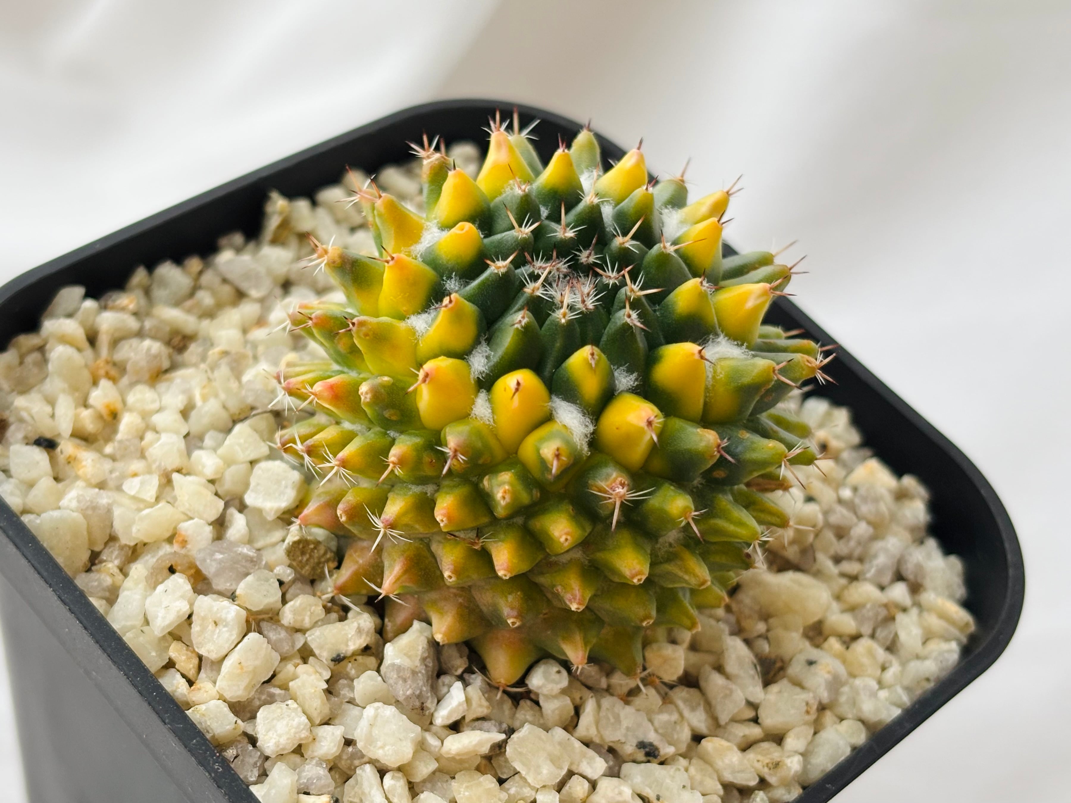 Mammillaria sempervivi v. caput-medusae マミラリア 景清錦 サボテン