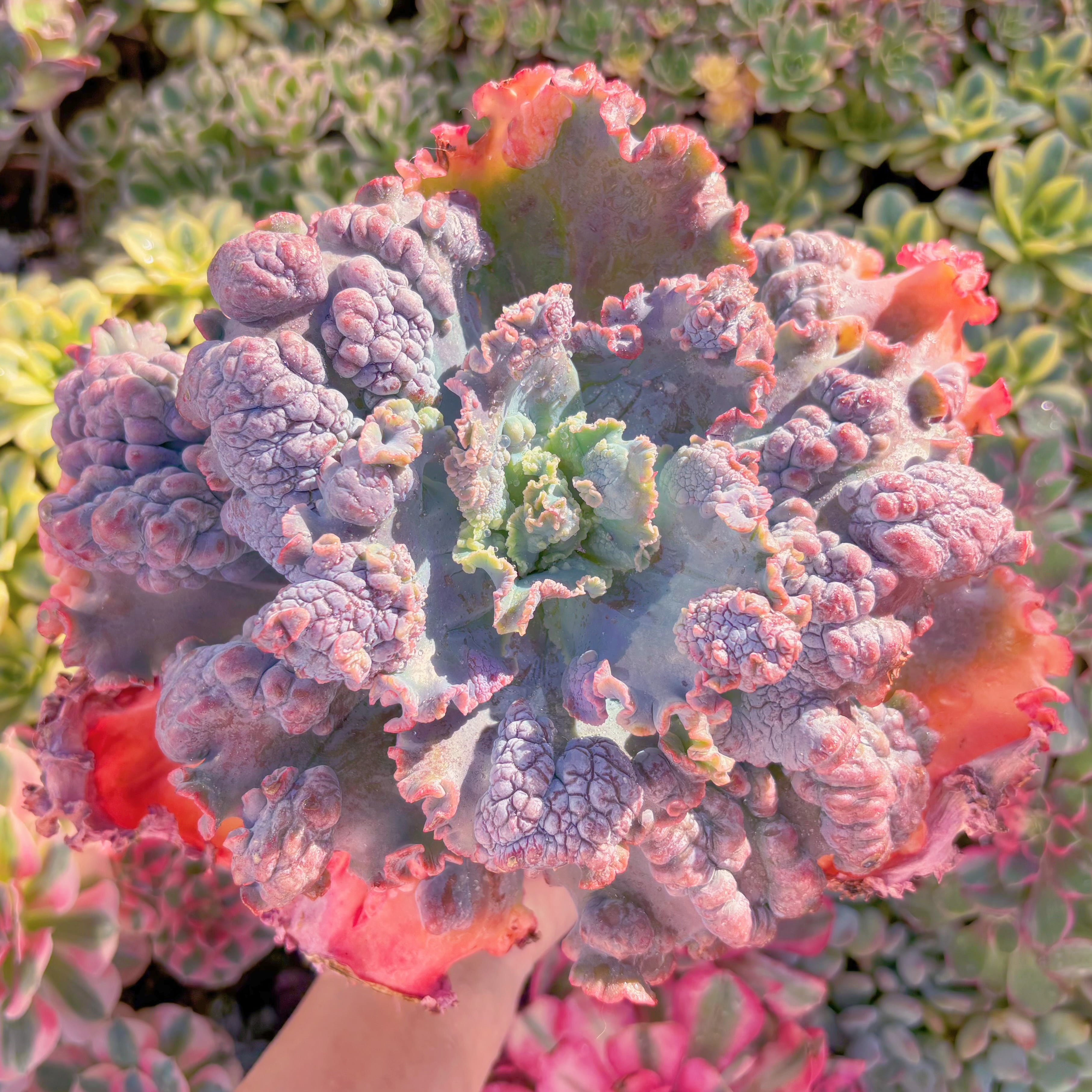 現品　cancanxBaron Bold#2184　特特特大苗　直径約28cm　新入荷　るる農園