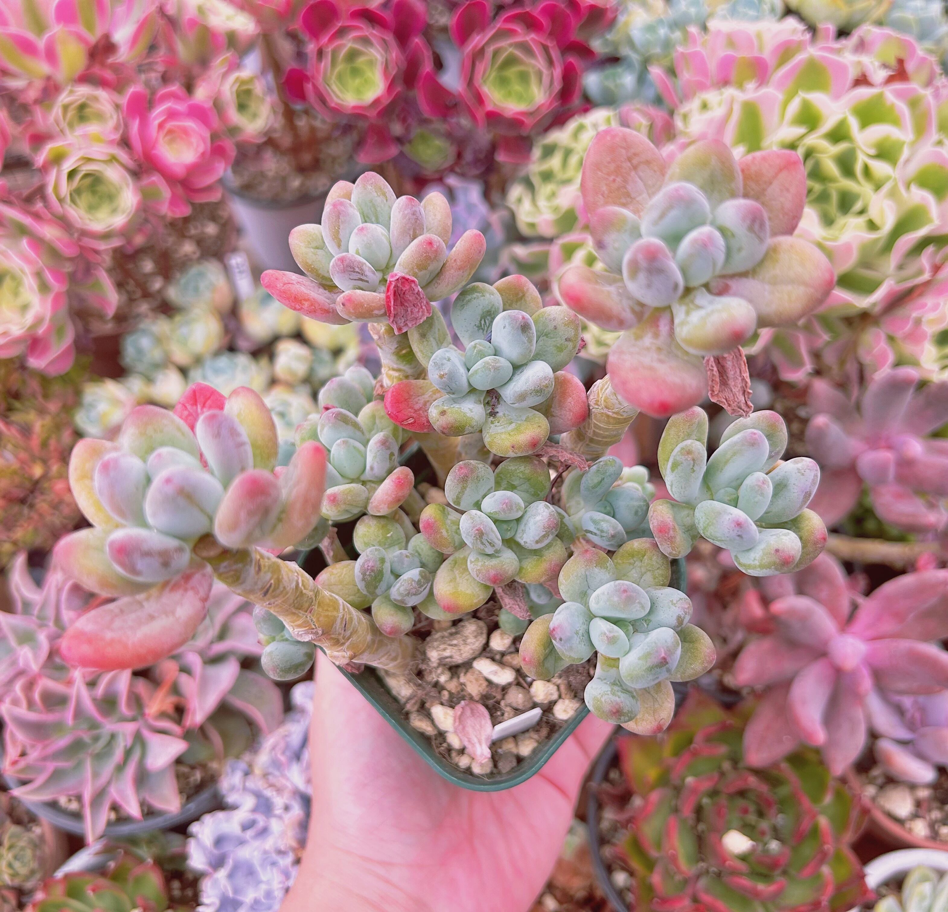 #3001現物　多肉植物　アップルチーズ　特大