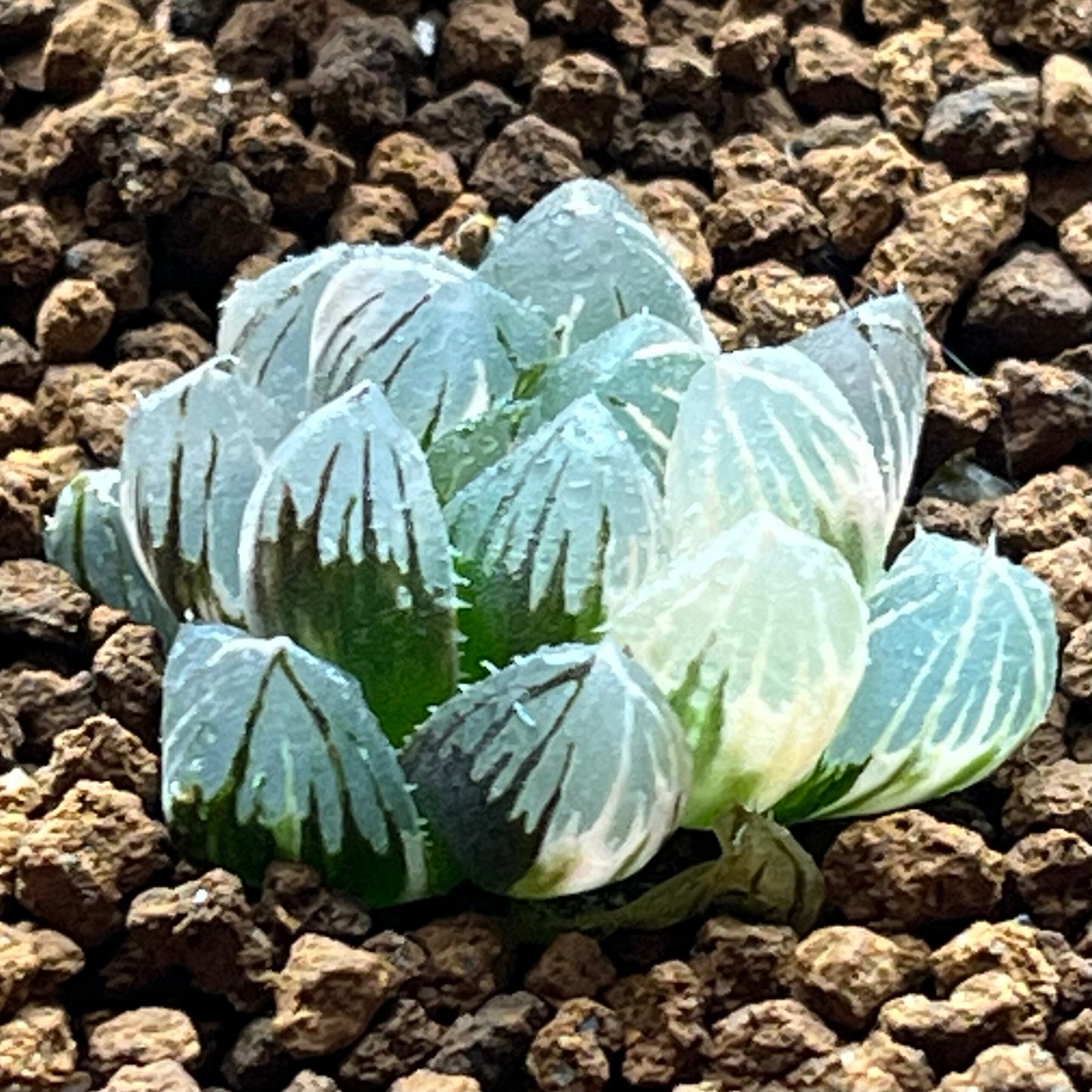 ハオルチア 狼蛛錦 | mocono_plants