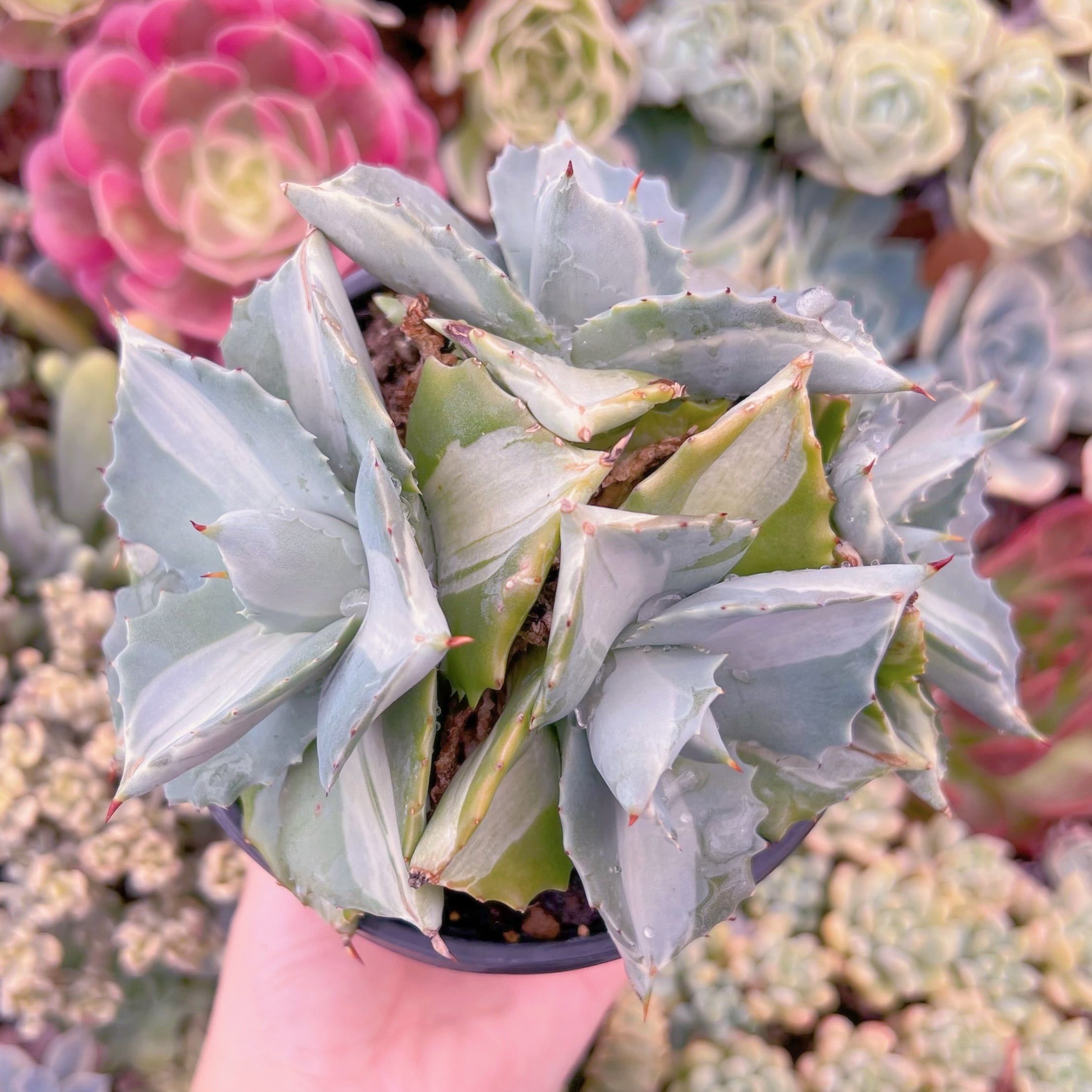 現品　王妃雷神錦#A59　群生　るる農園