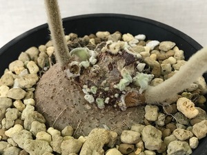 シンニンギア レウコトリカ 断崖の女王