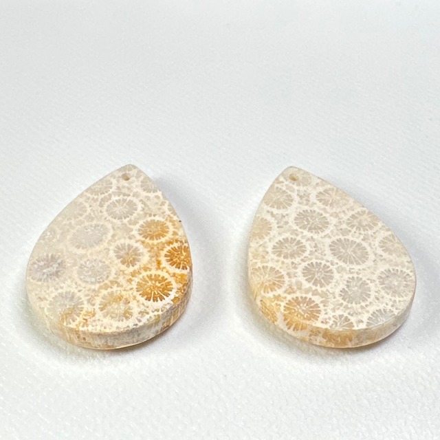 ◇フォシルコーラル◇　はちぴあ・はちばちSML