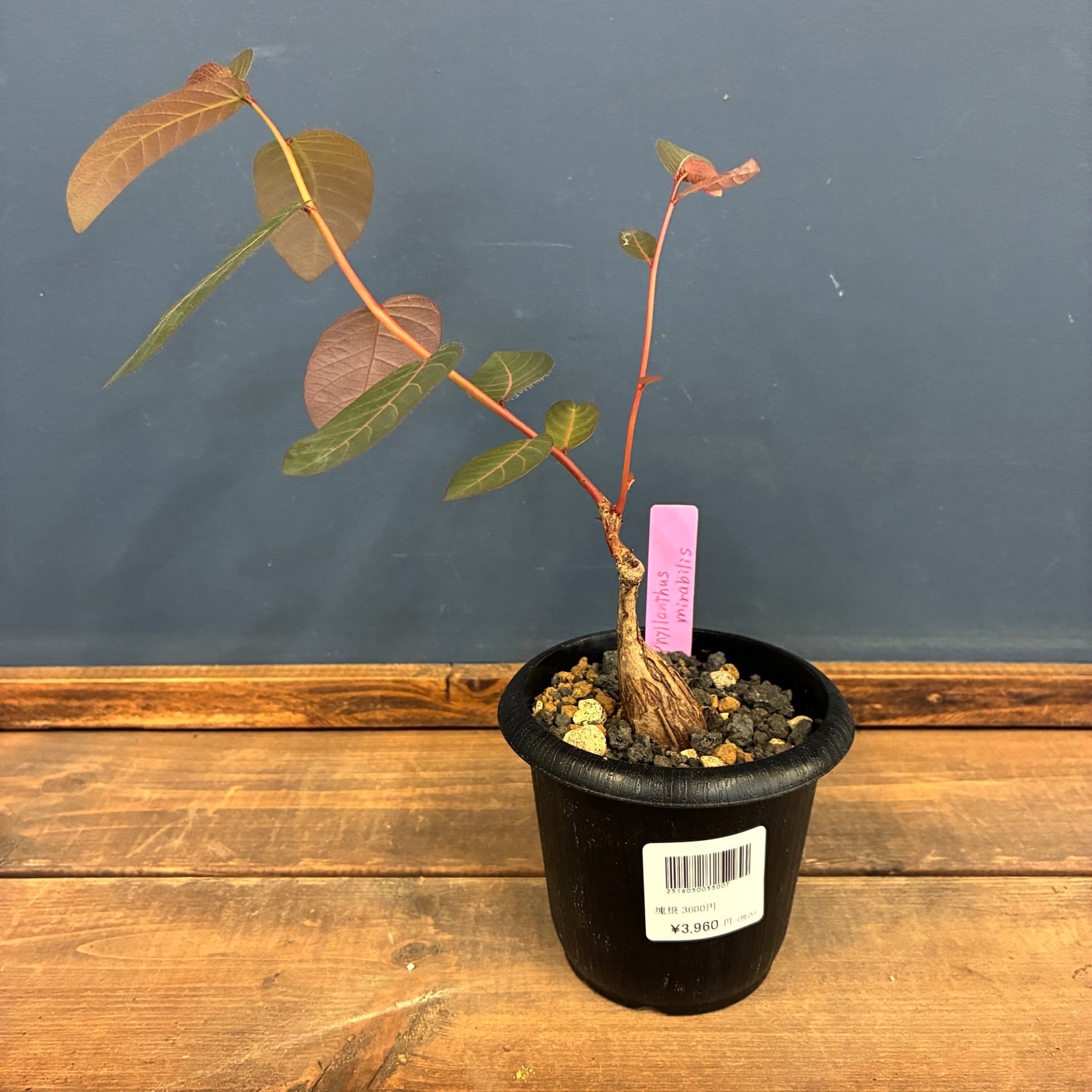 Hohenbergia catingae silver clone ホヘンベルギア カティンガエ