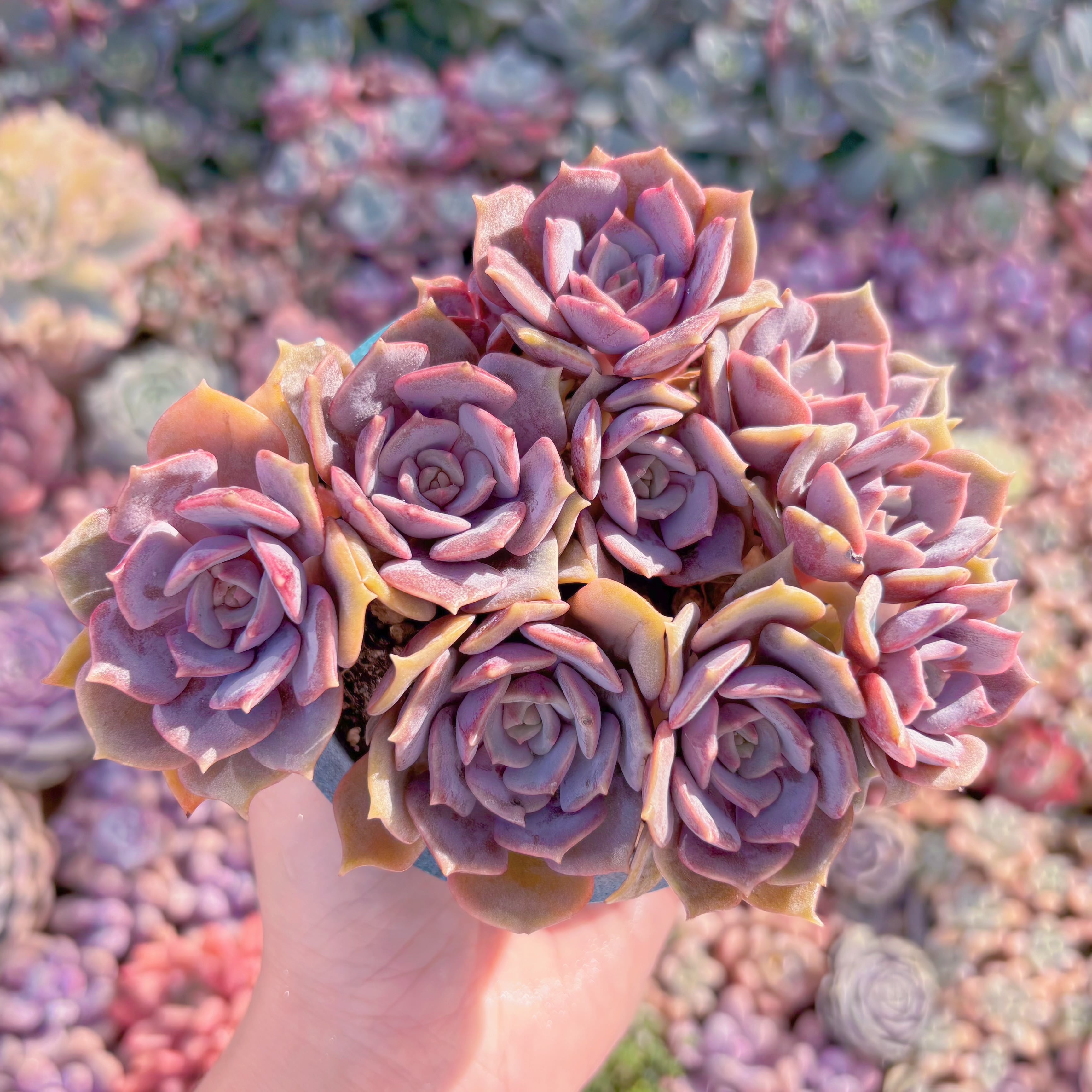 多肉植物　紫姫　群生　新入荷　るる農園
