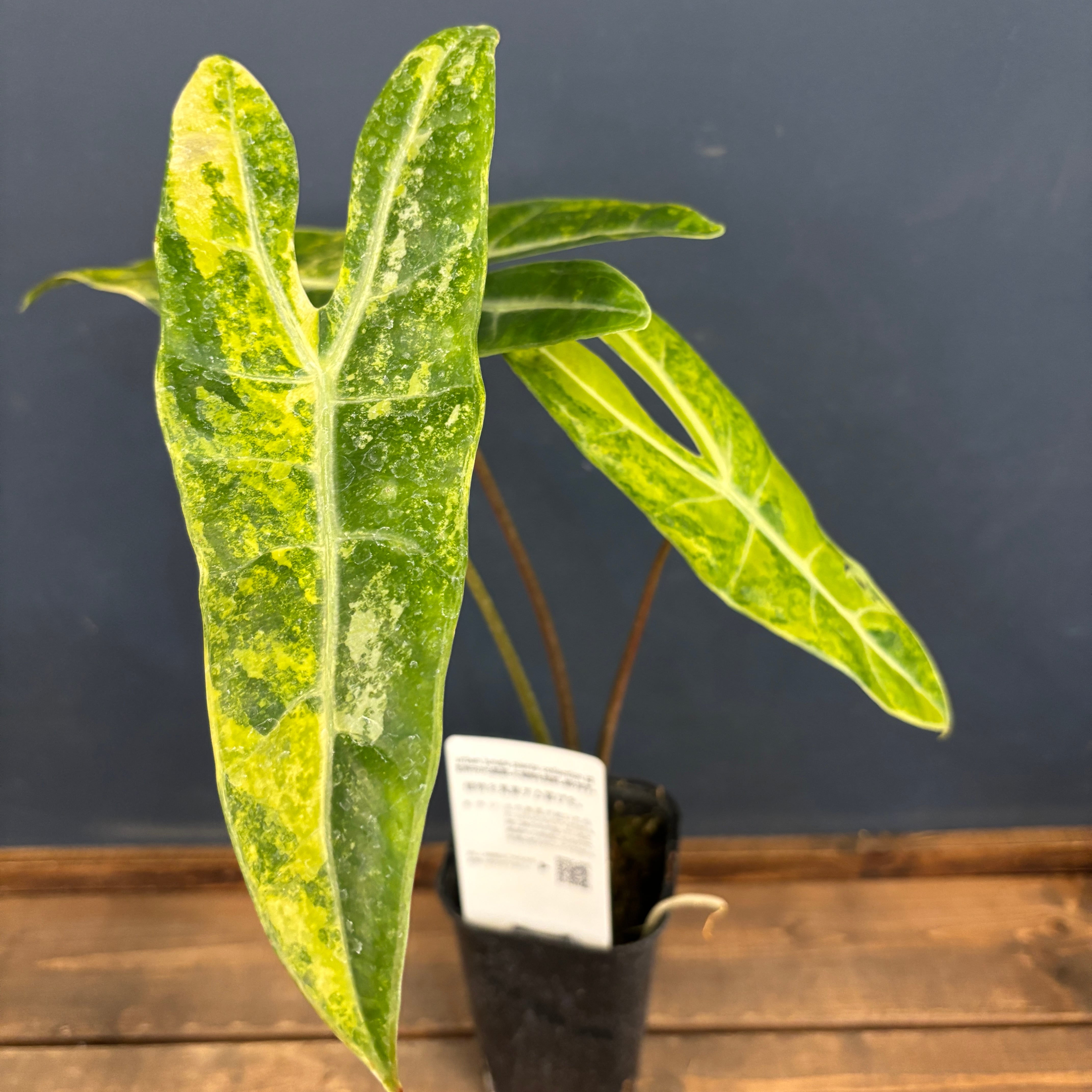 アロカシア ロンギロバ オーレア バリエガータ【590】 | PROTOLEAF