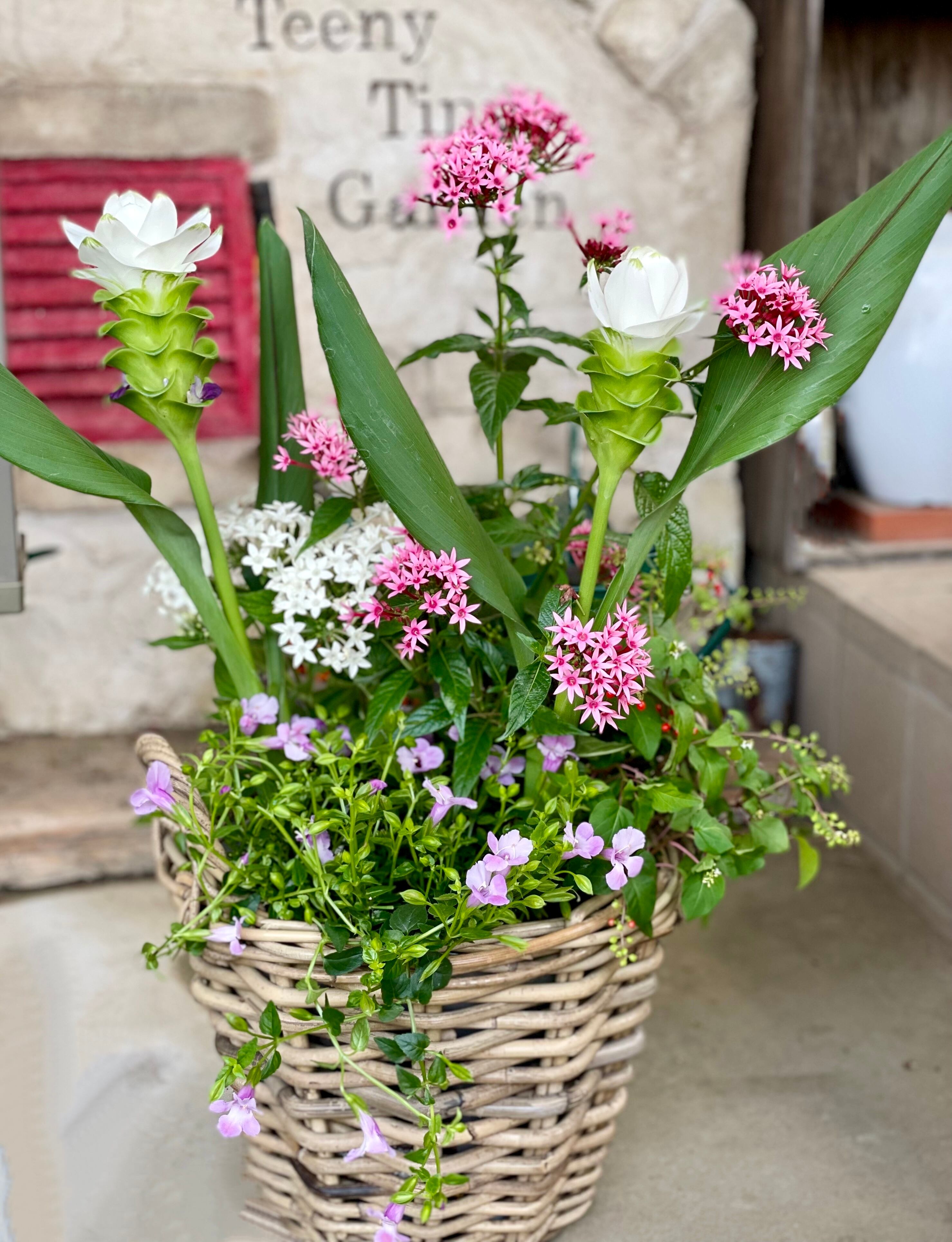 アネモネシフォンダブル | Teeny Tiny Gardenshop