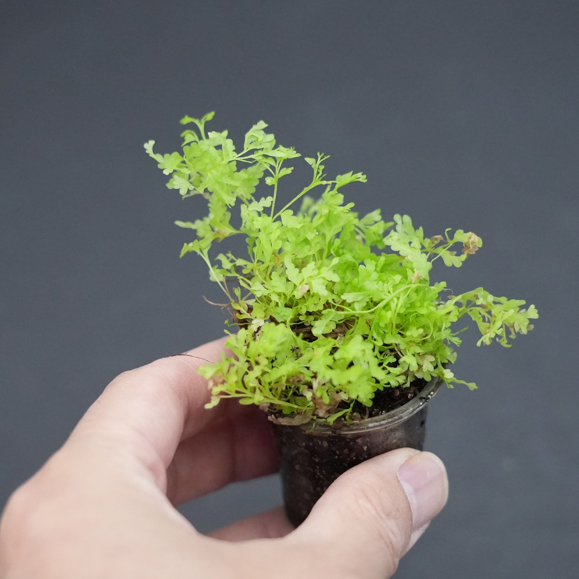 コビトホラシノブ 希少 小型シダ植物 パルダリウム