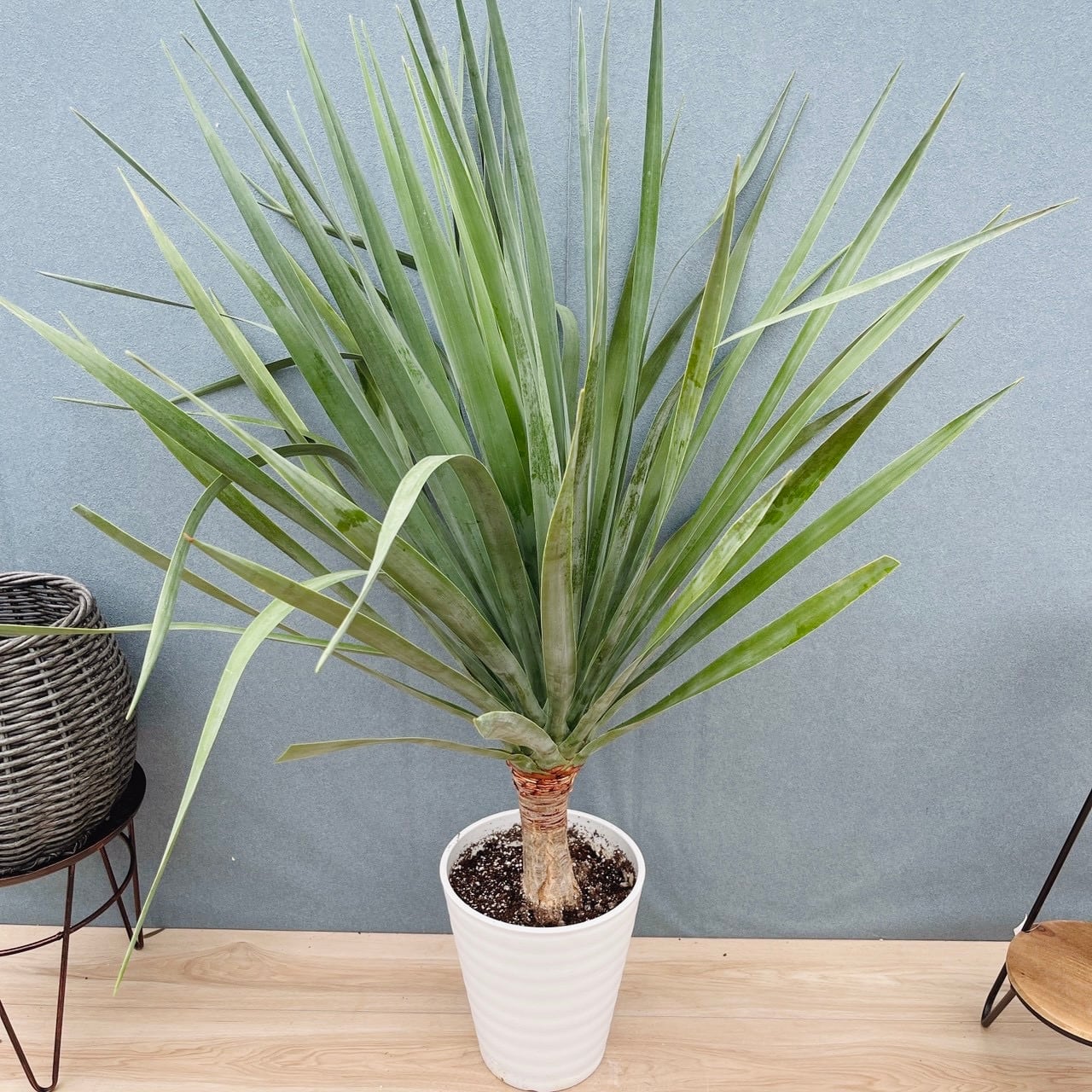 現品］1番 フィカス アムステルダムキング 曲がり 8号 観葉植物 大型