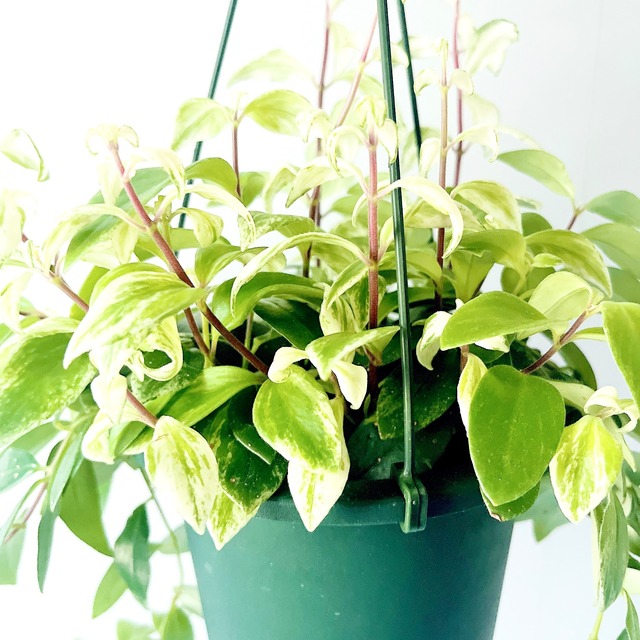 【春の限定】エスキナンサス2種セット｜特別価格 送料無料