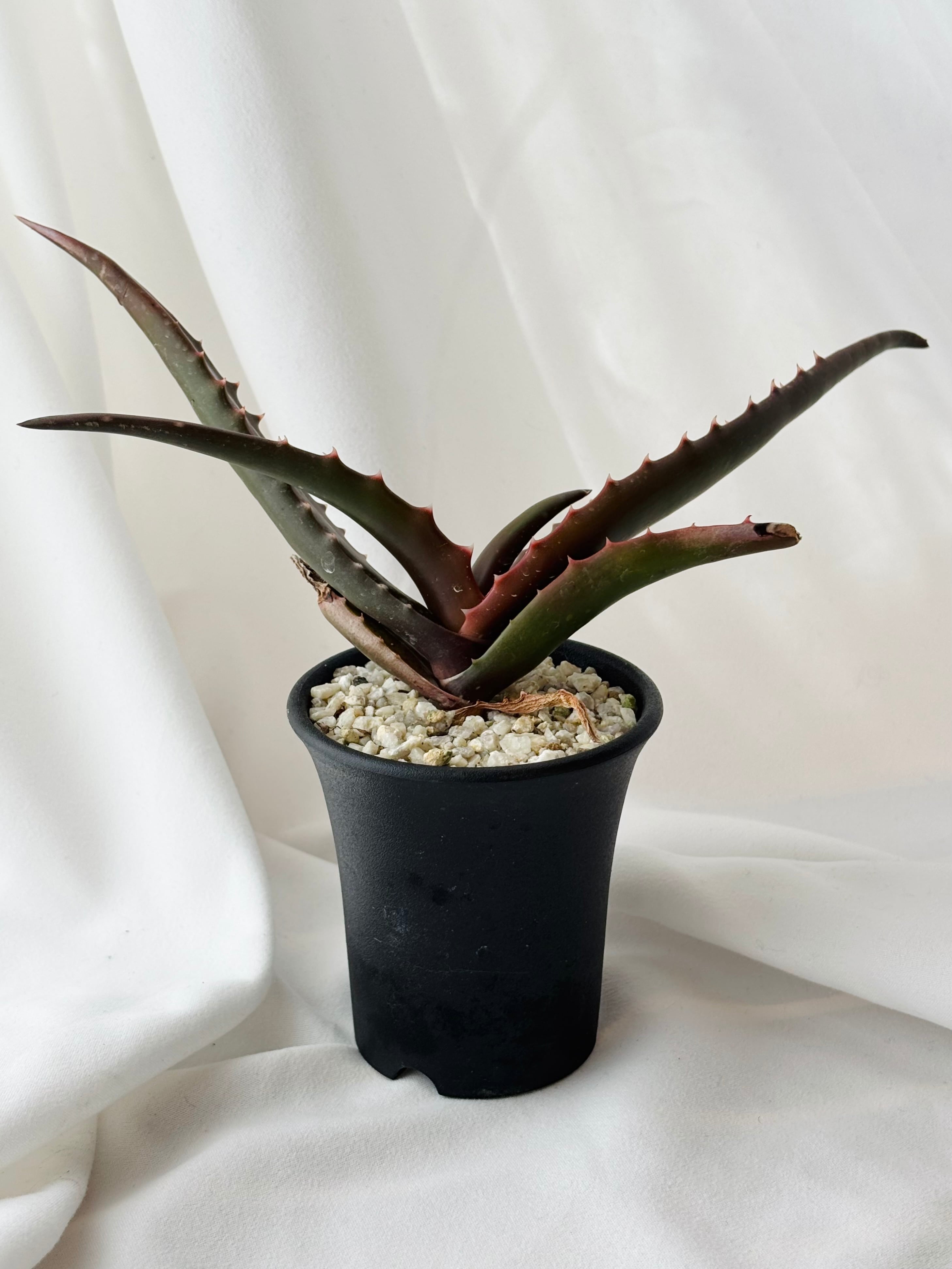 カ4097 「実生」アロエ ペアルソニー【多肉植物・美株・種から発芽
