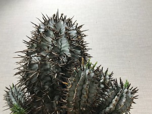 ユーフォルビア ゼブラホリダ
