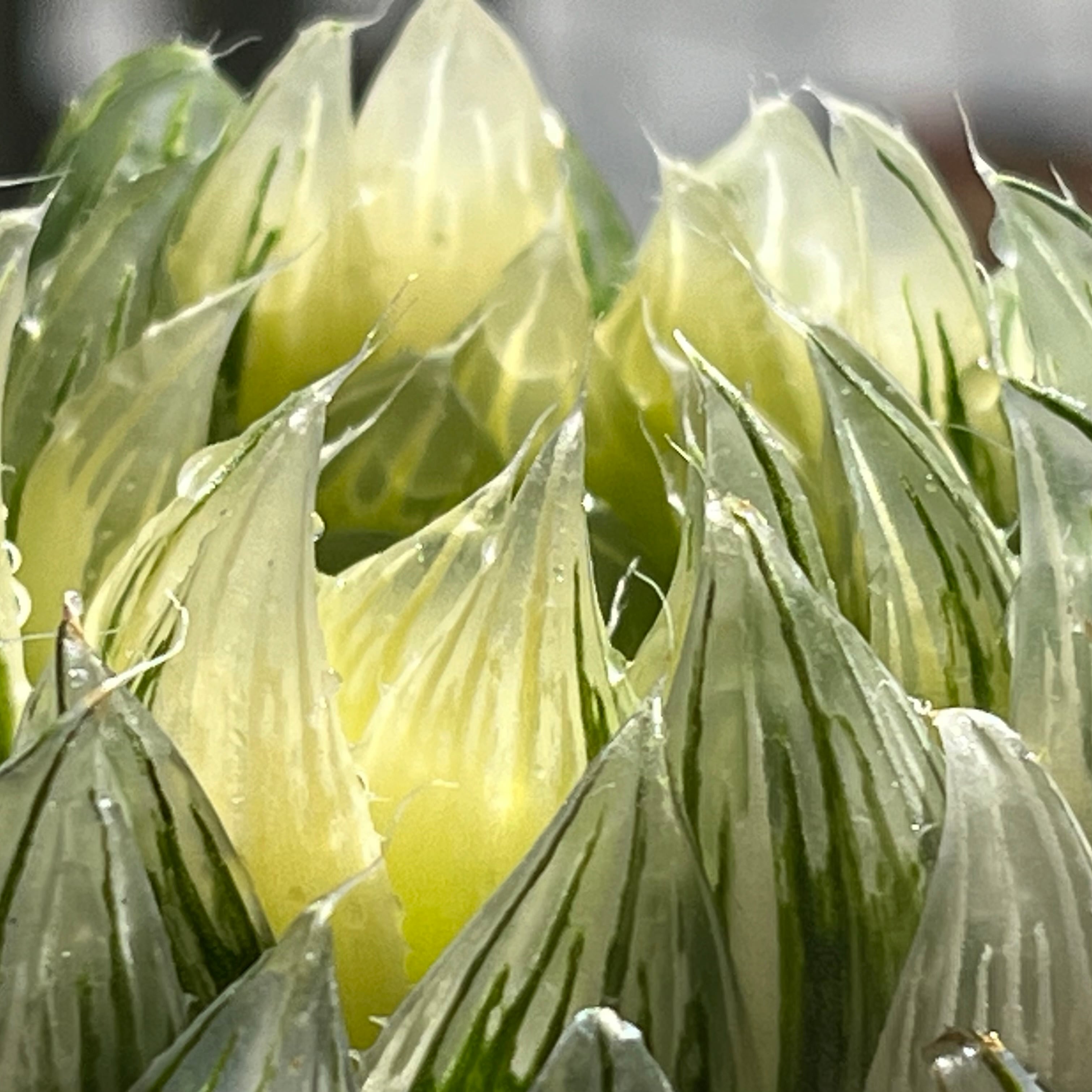 ハオルチア 花胡蝶 オブツーサ錦 | mocono_plants